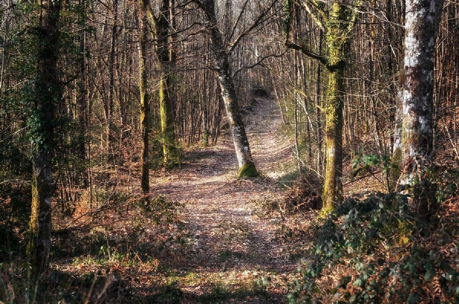  kaufen Schloss Romorantin-Lanthenay Loir-et-Cher 3