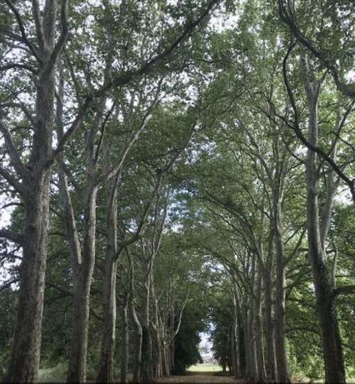  à vendre château Sancerre Cher 5