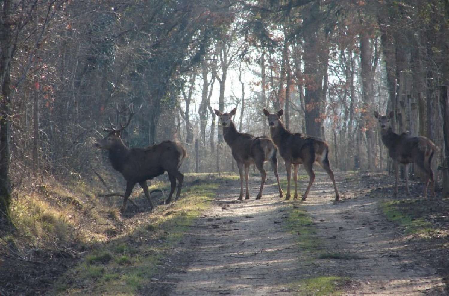  kaufen Schloss Tours Indre-et-Loire 5