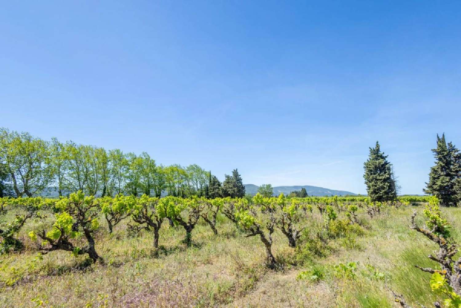  à vendre propriété Capendu Aude 4