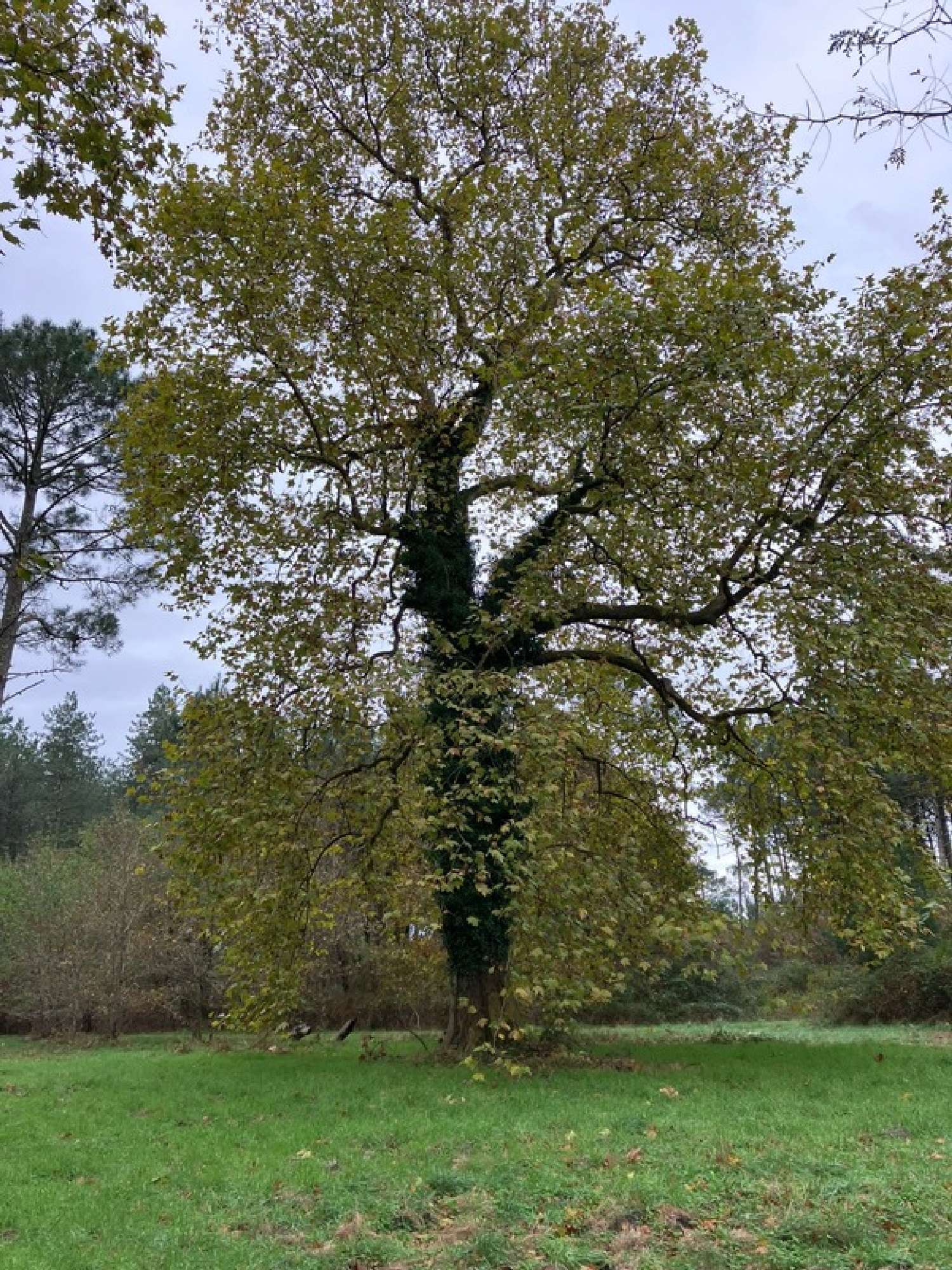 te koop landgoed Le Teich Gironde 2