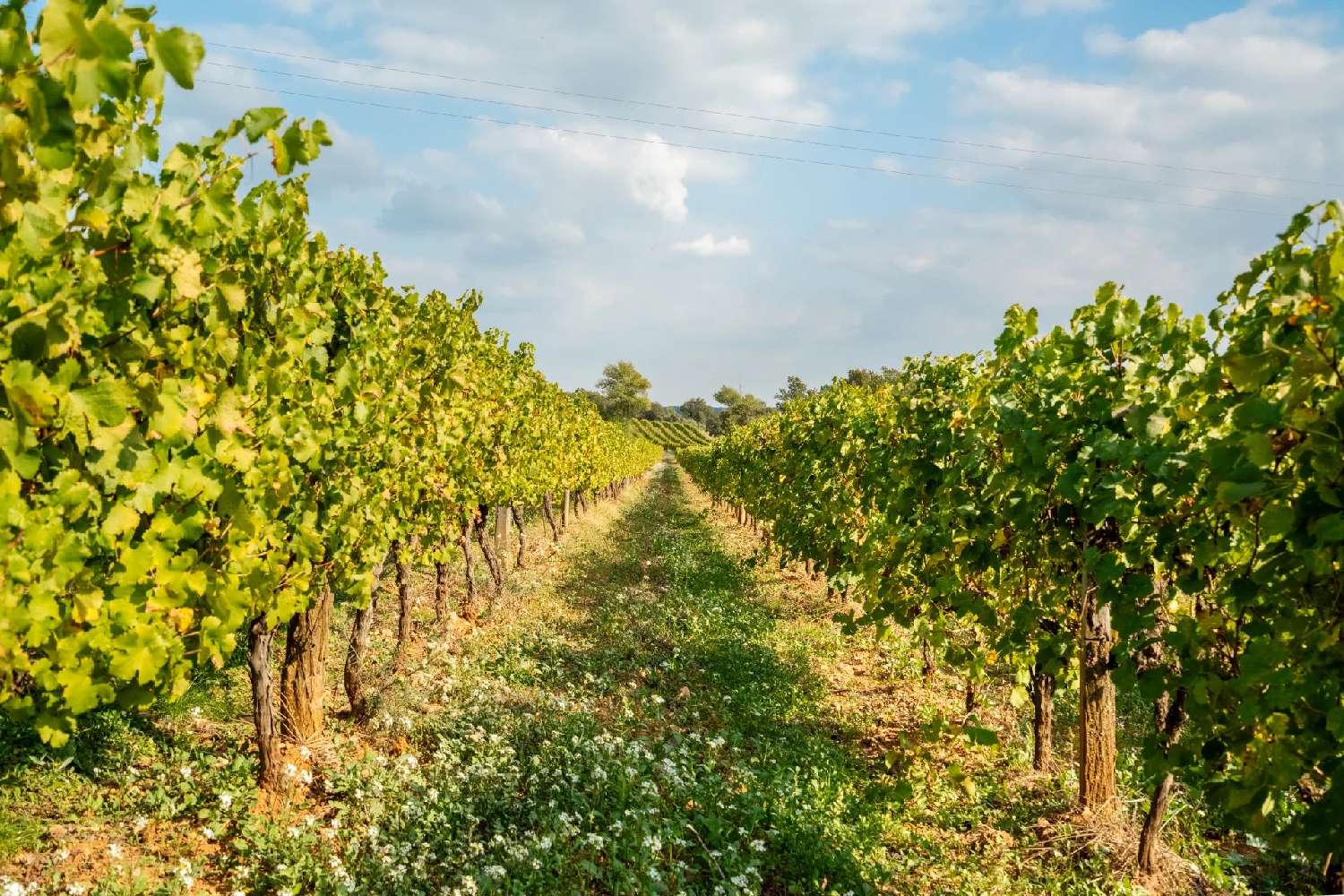  à vendre propriété Le Vibal Aveyron 5