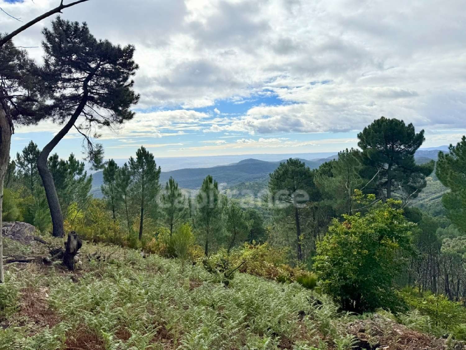 te koop boerderij Saint-Jean-du-Pin Gard 8