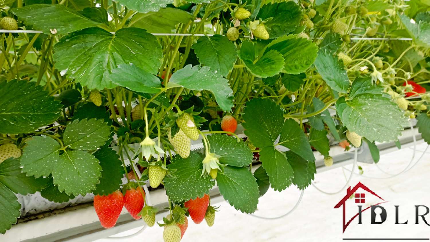 kaufen Bauernhof Vittel Vogesen 5