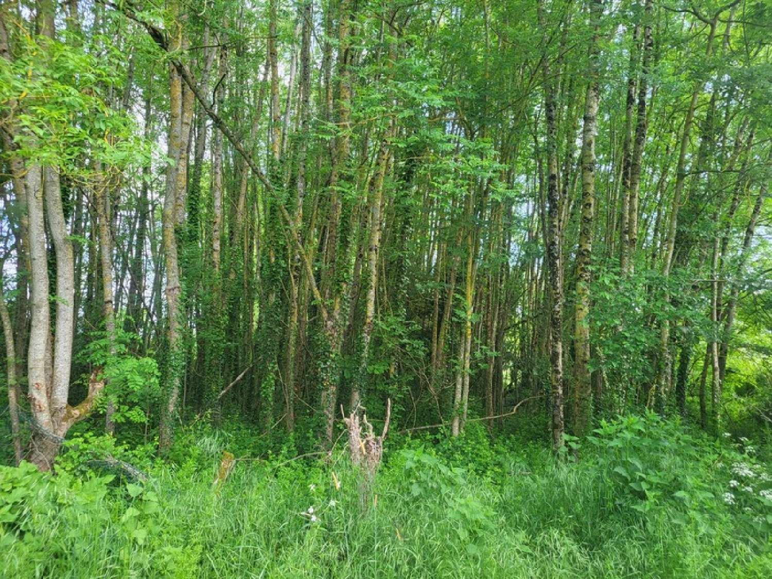  kaufen Haus Glénay Deux-Sèvres 5