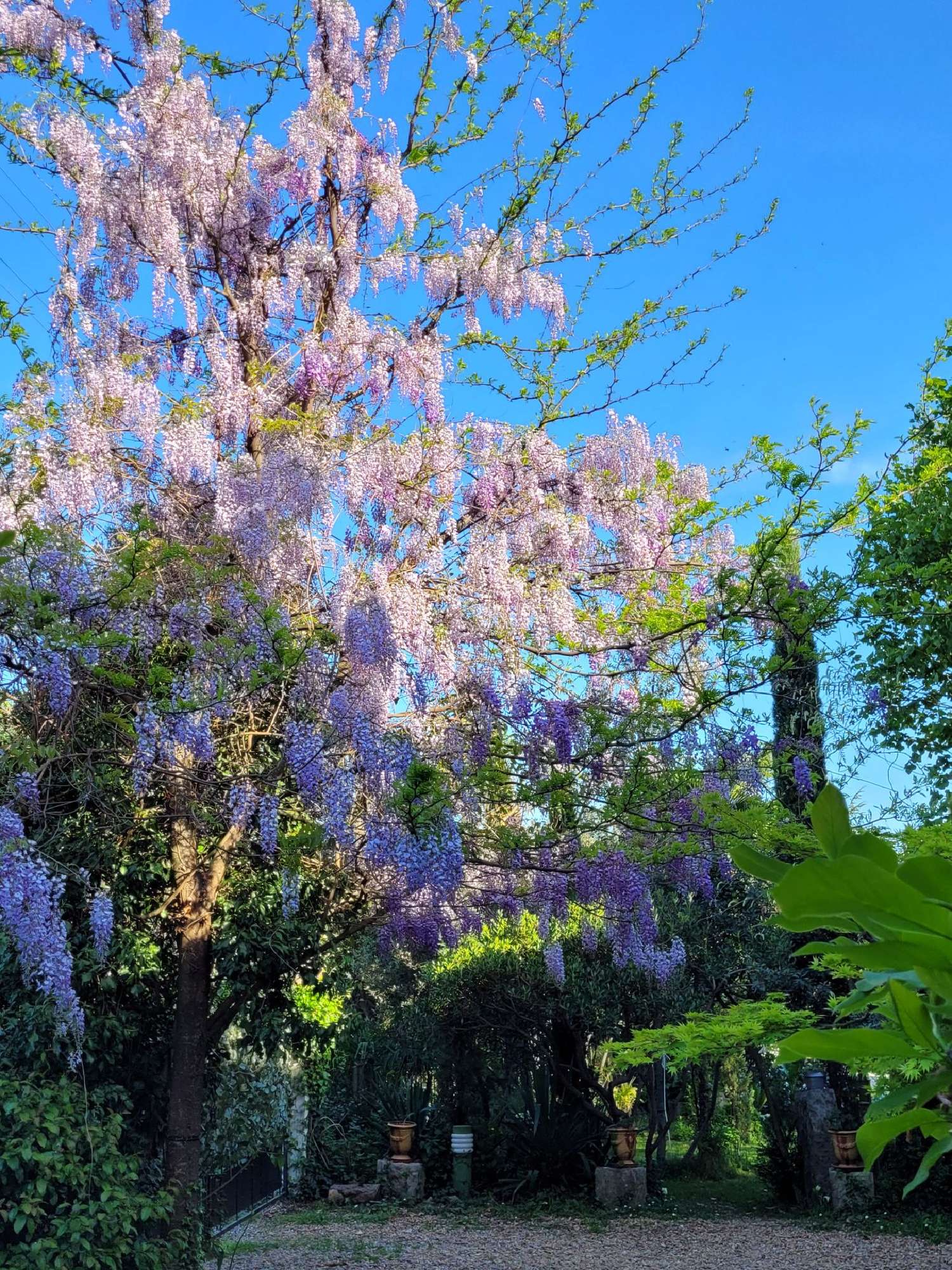  kaufen Haus Laroque Hérault 1