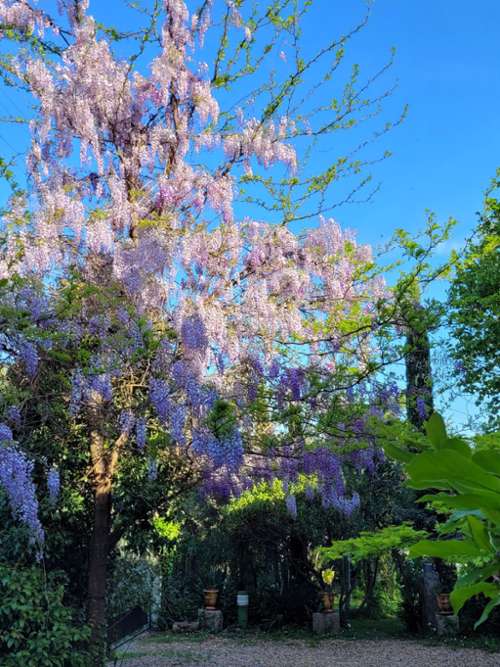 Laroque Hérault Haus Bild 7197812
