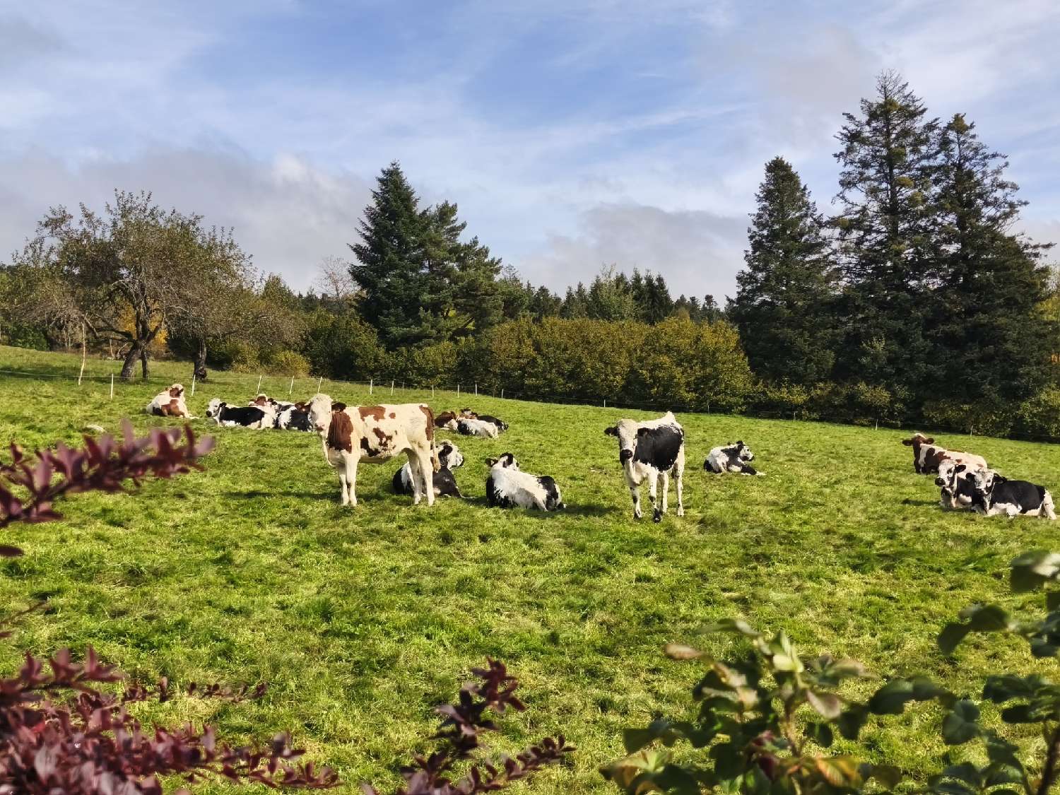 à vendre maison Liézey Vosges 7