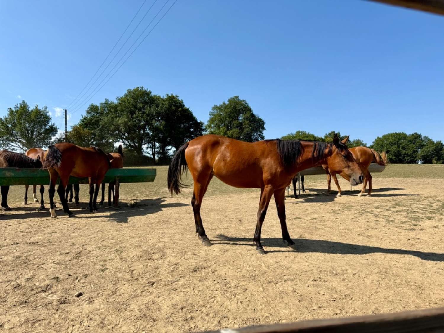  kaufen Haus Marigné Maine-et-Loire 3