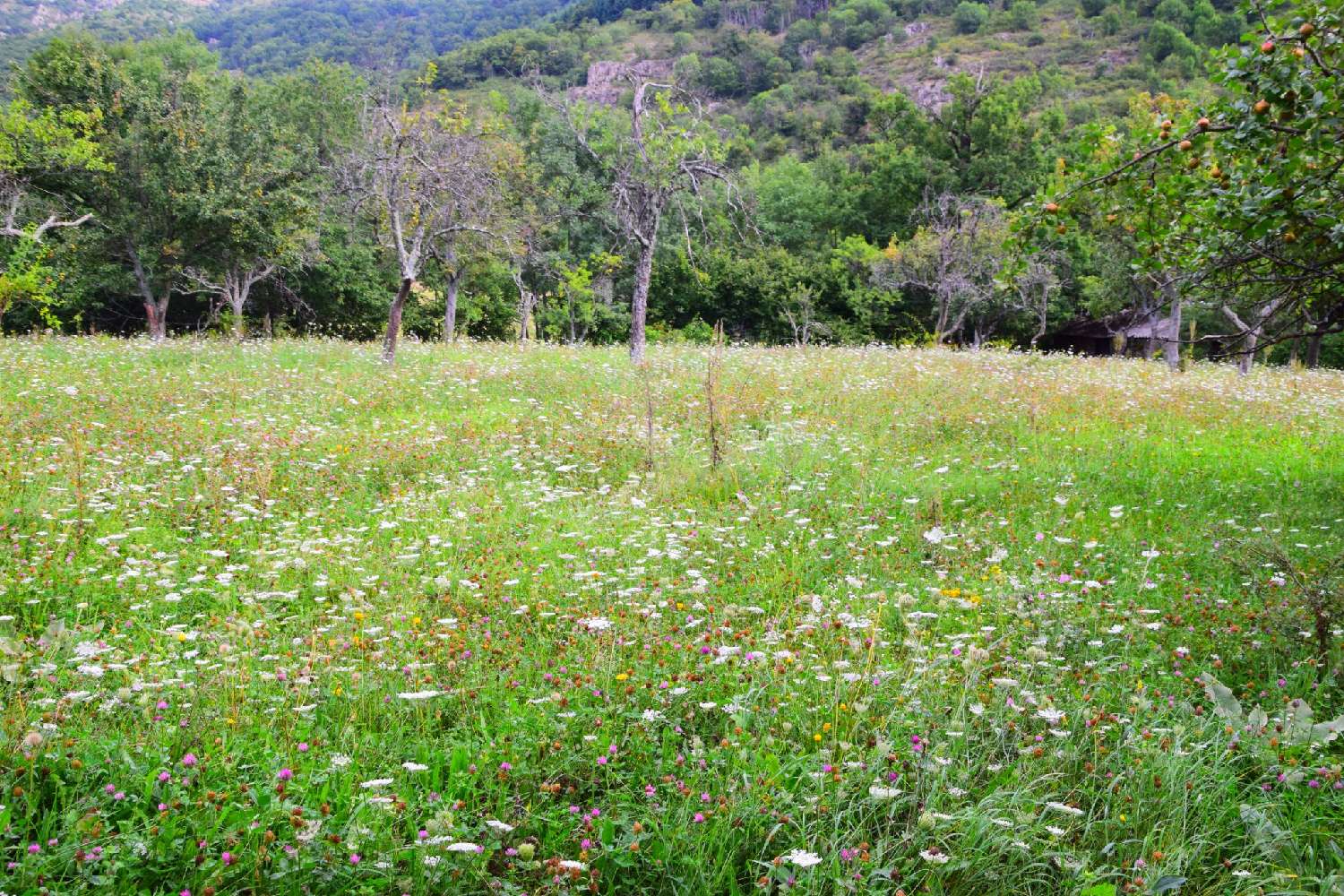  kaufen Haus Montpezat-sous-Bauzon Ardèche 1