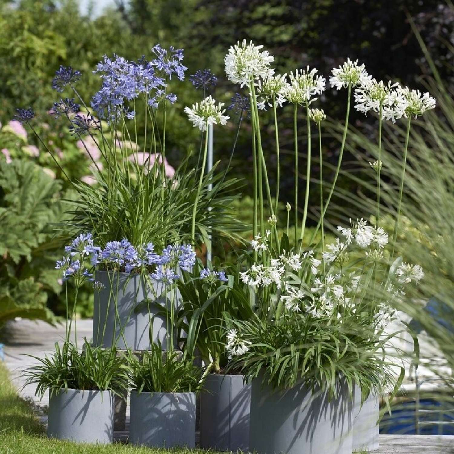  for sale house Myans Savoie 3