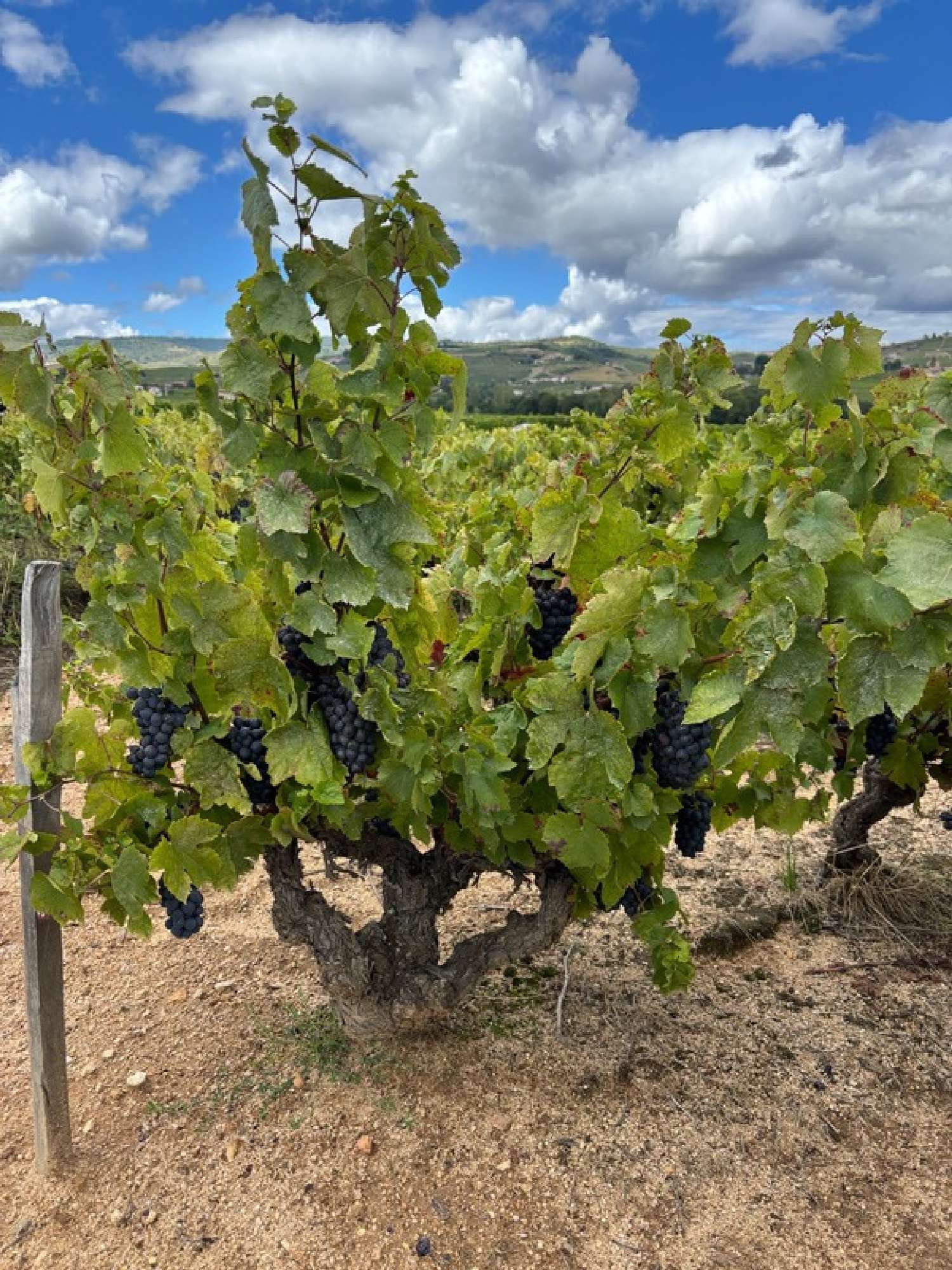 for sale house Saint-Amour-Bellevue Saône-et-Loire 1