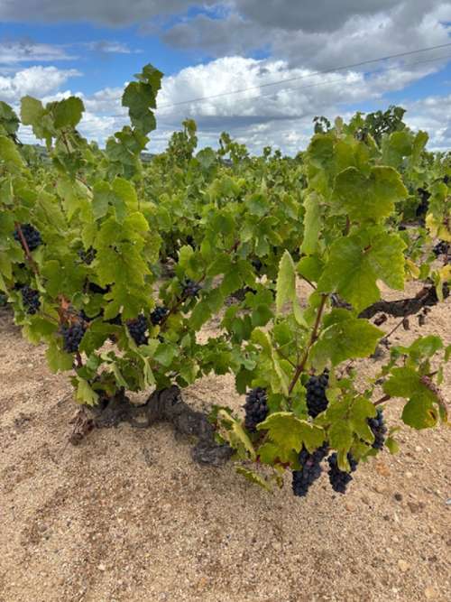 Saint-Amour-Bellevue Saône-et-Loire maison foto 7174706