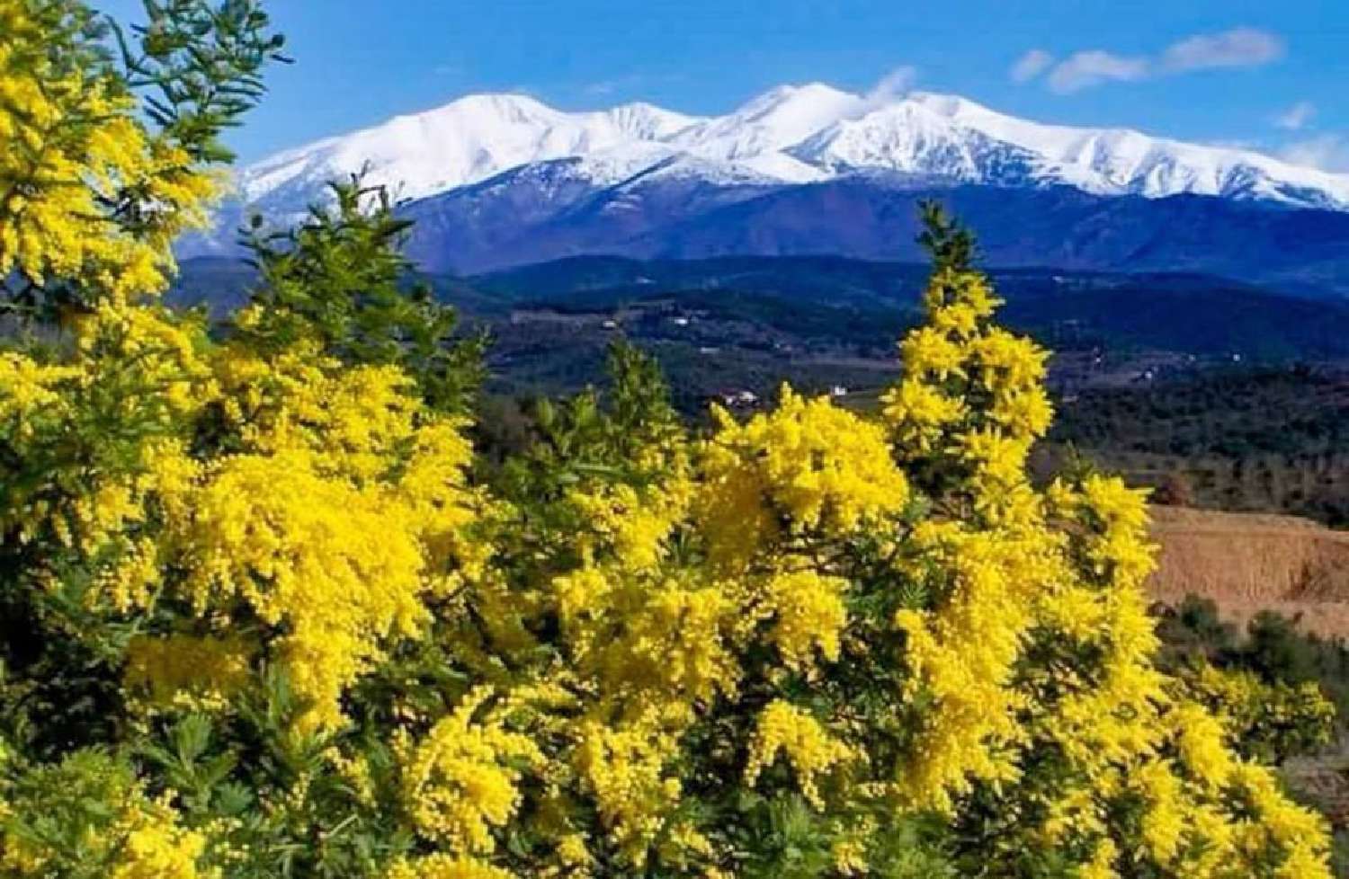 te koop huis Saint-Cyprien Pyrénées-Orientales 1