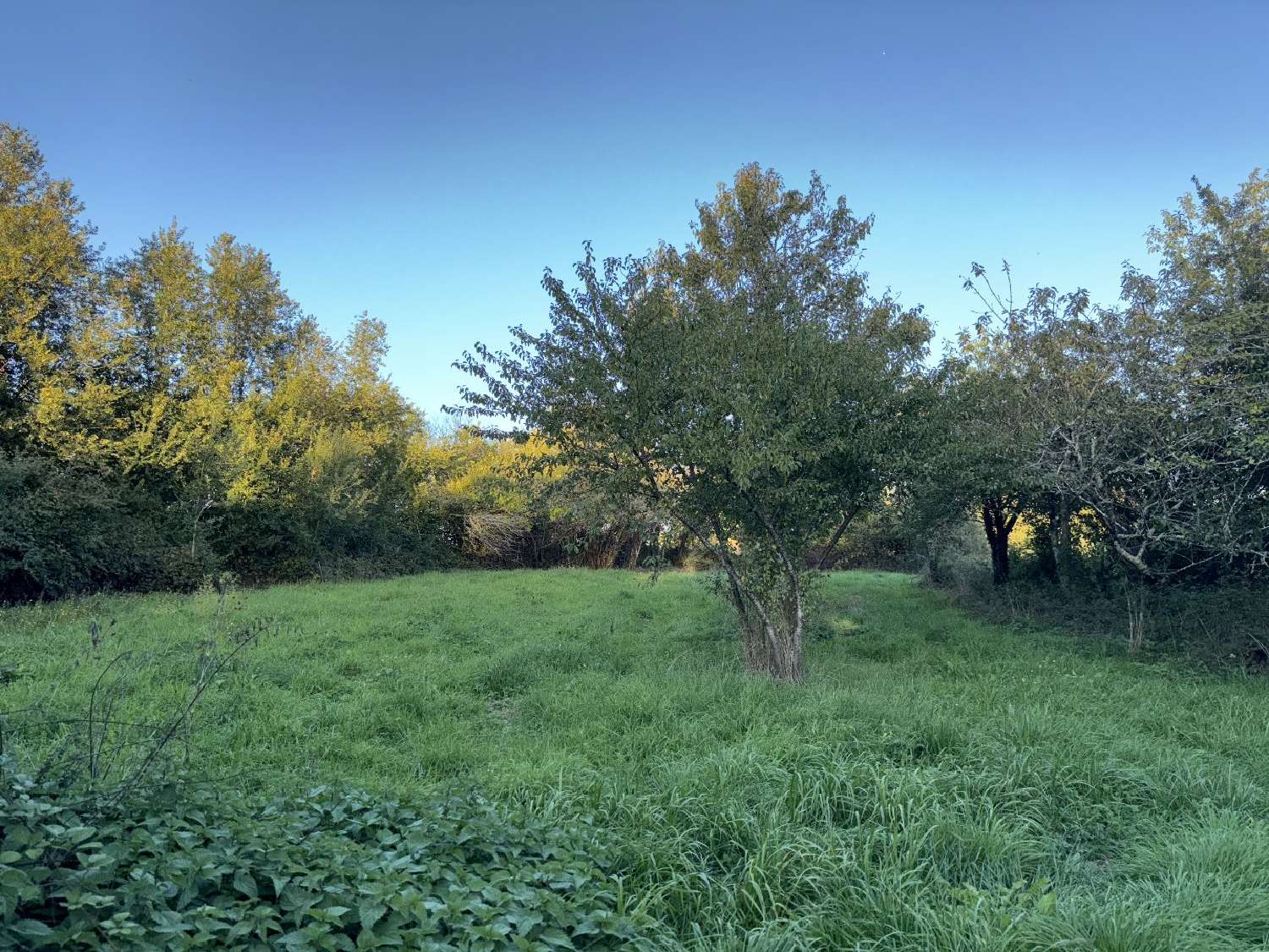  te koop huis Saint-Gourson Charente 7