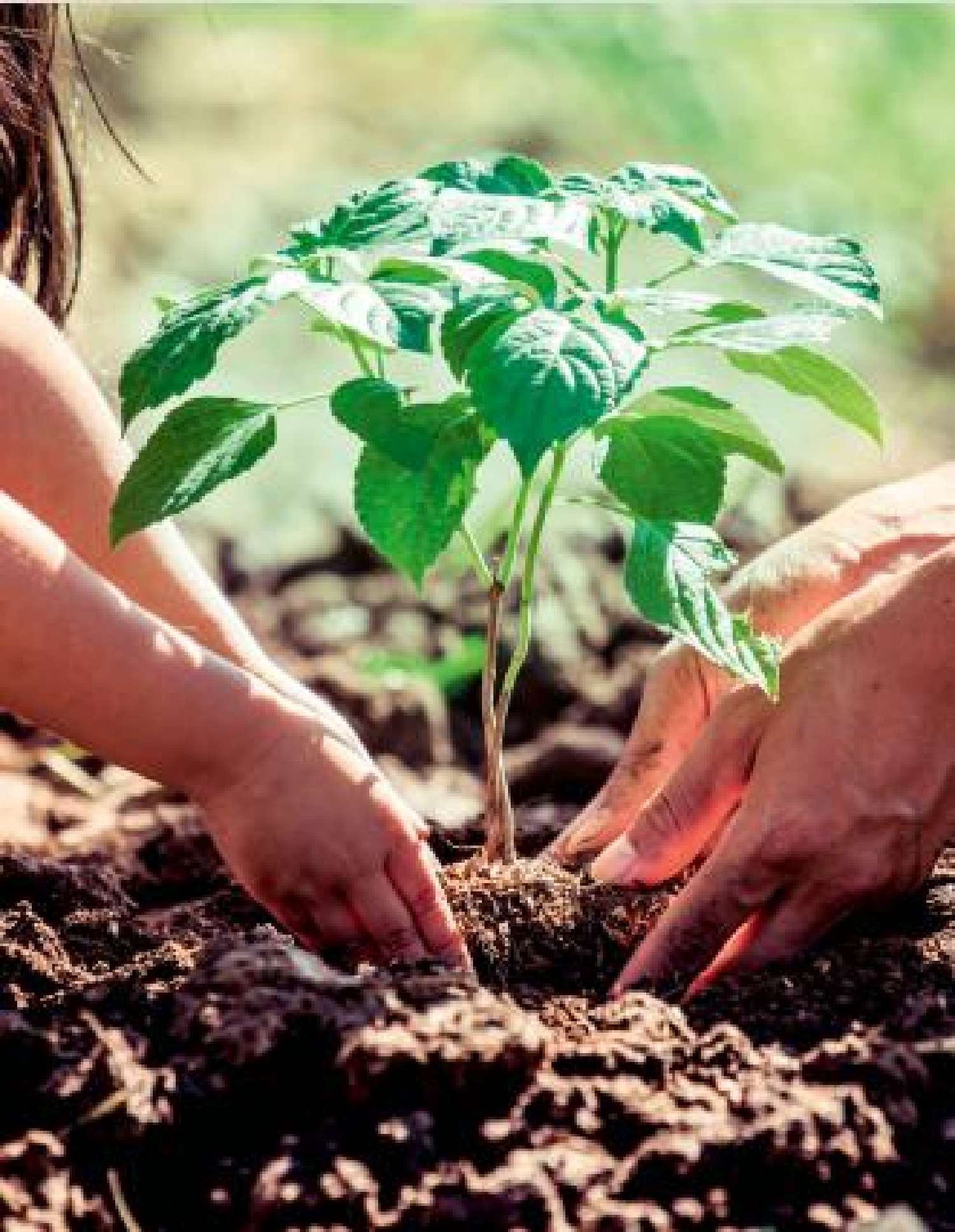  kaufen Haus Sannois Val-d'Oise 6