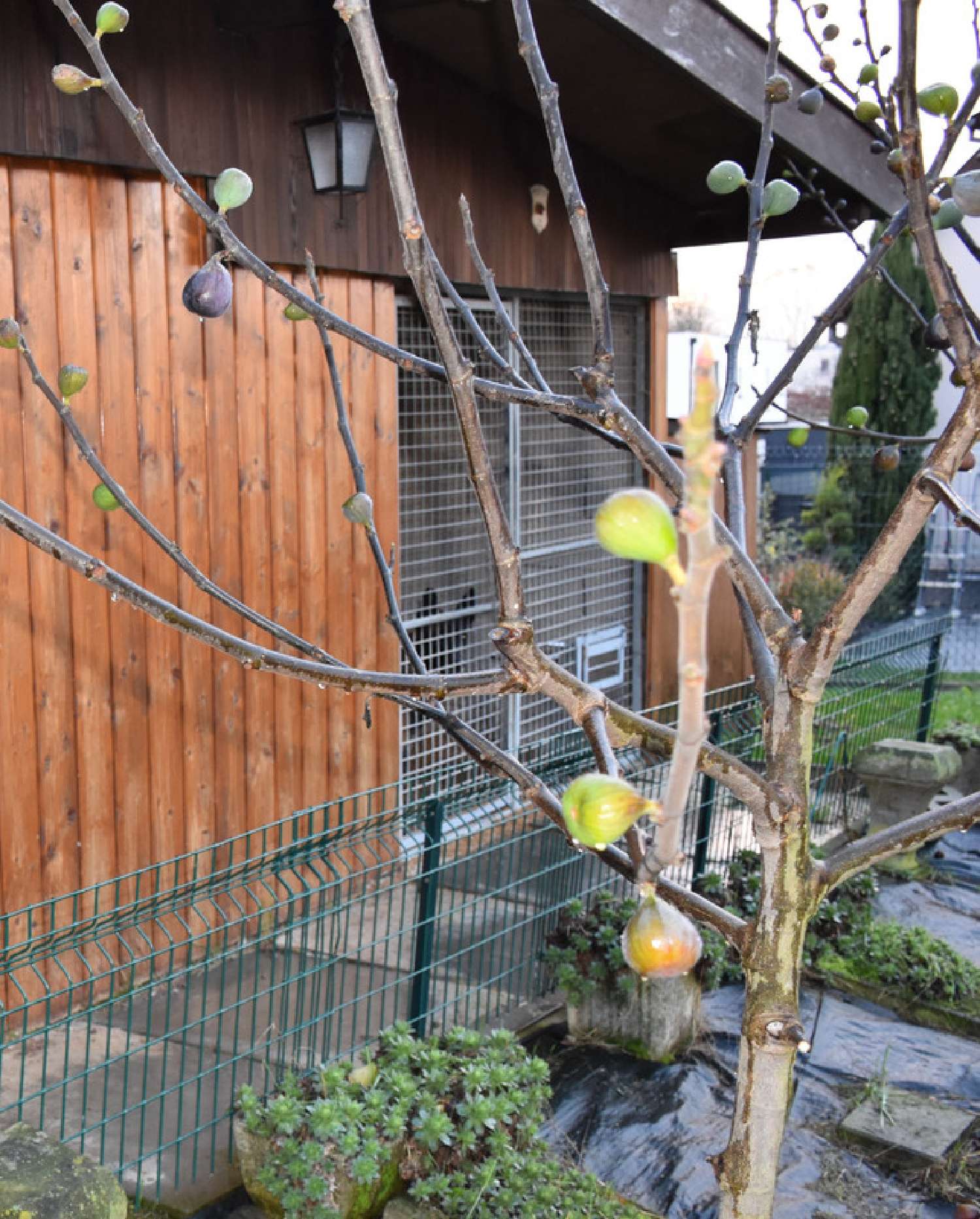  for sale house Truchtersheim Bas-Rhin 7