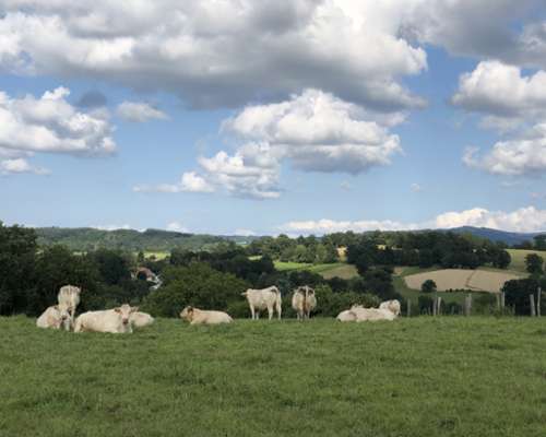  kaufen Haus Vichy Allier 4
