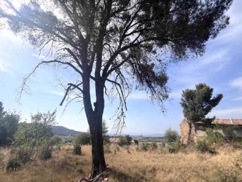 Boutenac Aude terrain foto 7189403