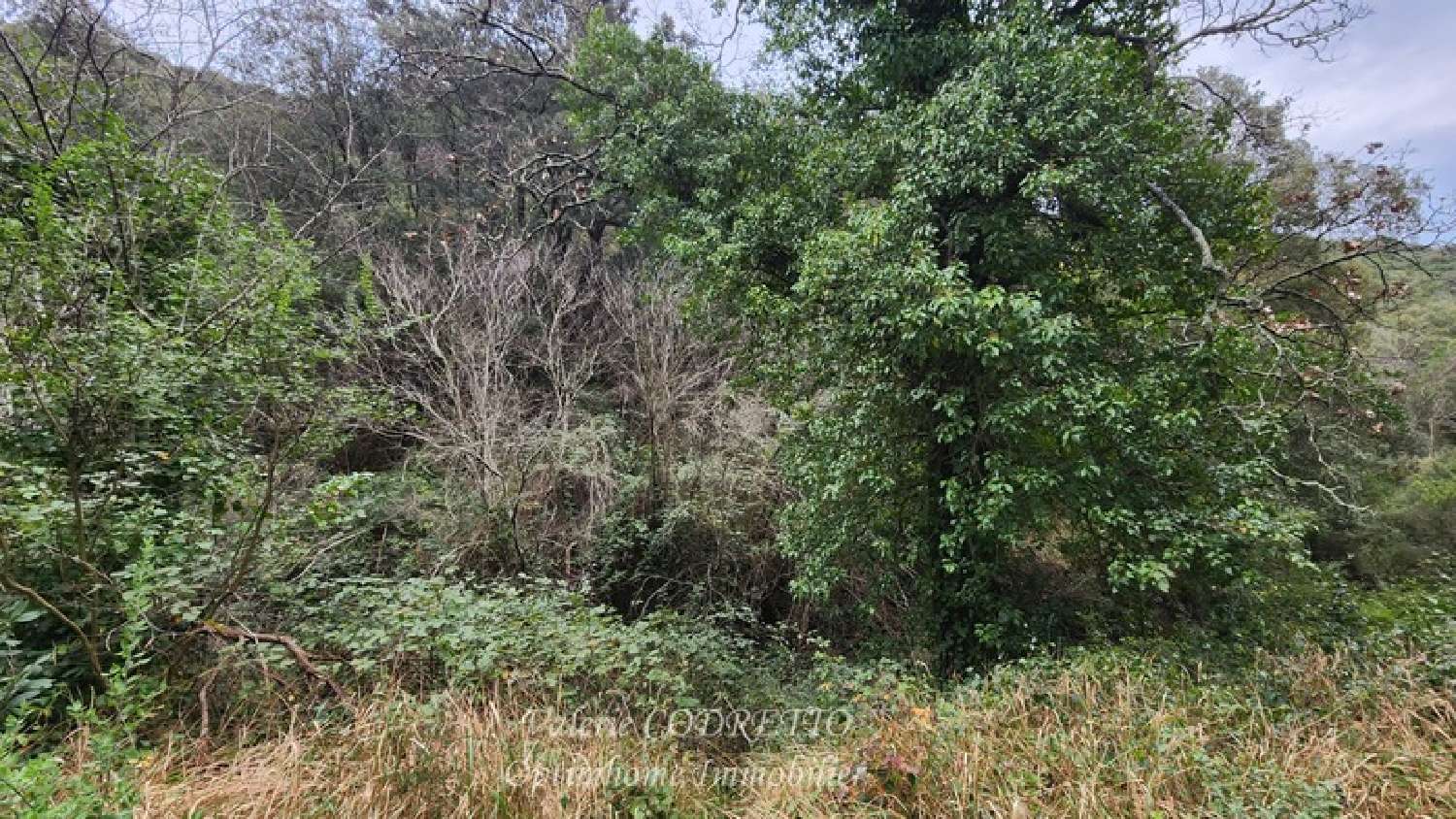  kaufen Grundstück Collobrières Var 3