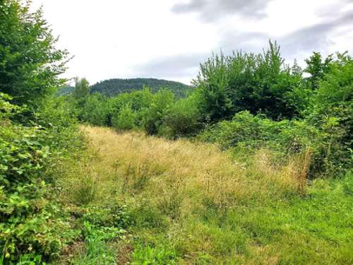 Colroy-la-Roche Bas-Rhin Grundstück Bild 7209937