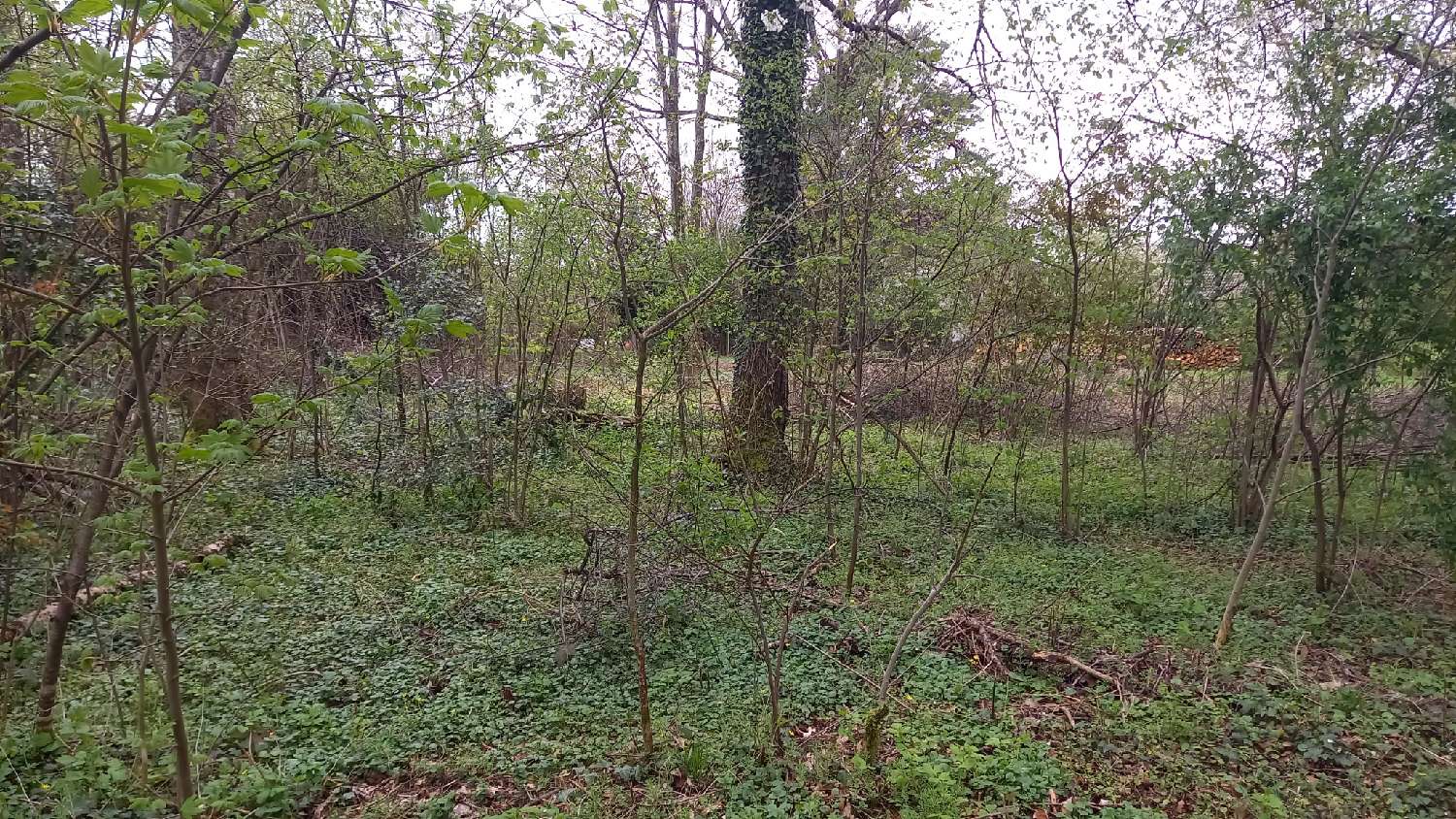  kaufen Grundstück Ladoye-sur-Seille Jura 4