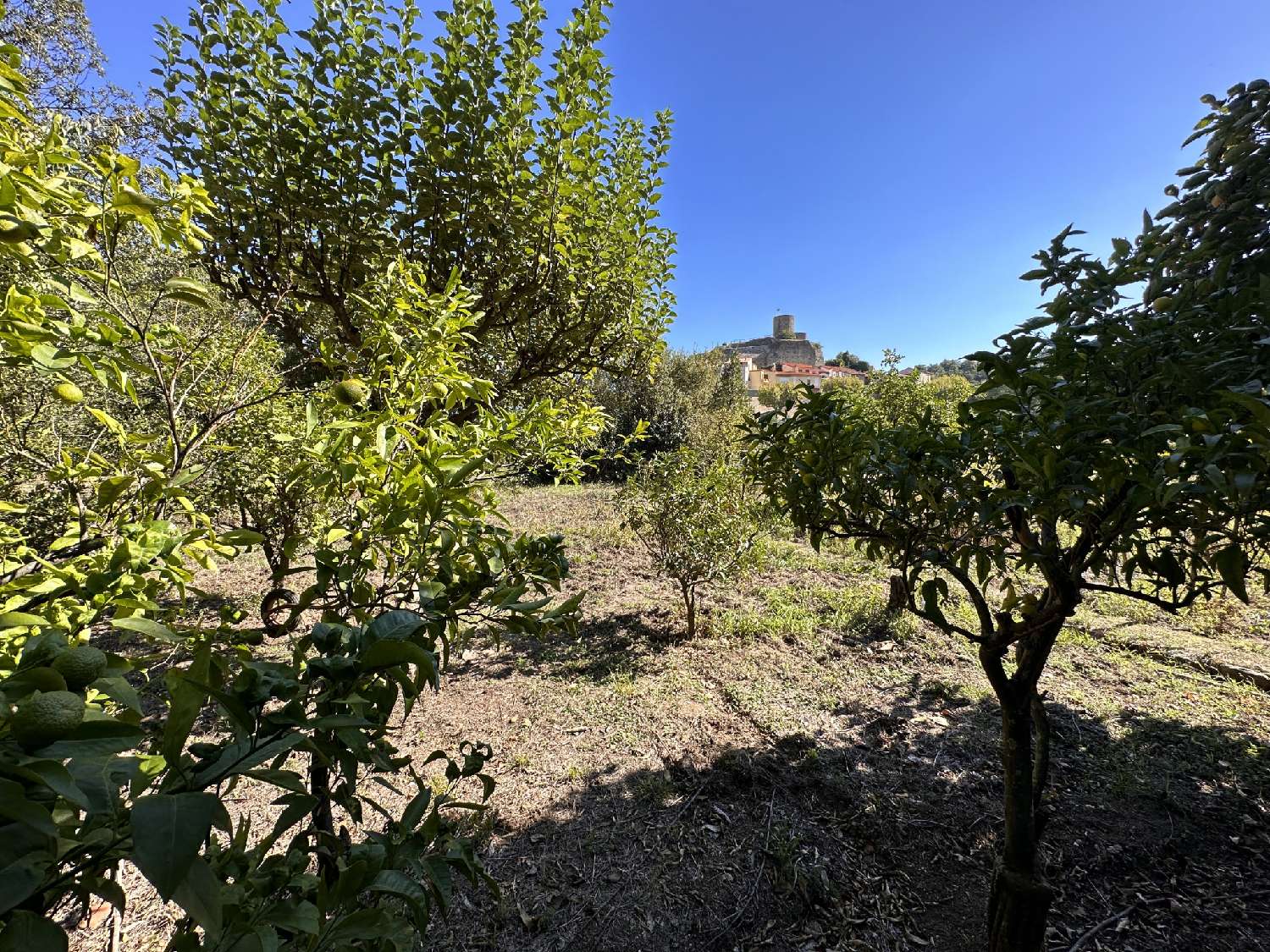  te koop terrein Laroque-des-Albères Pyrénées-Orientales 1
