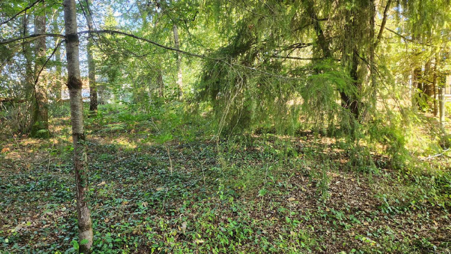  à vendre terrain Oradour-sur-Glane Haute-Vienne 3