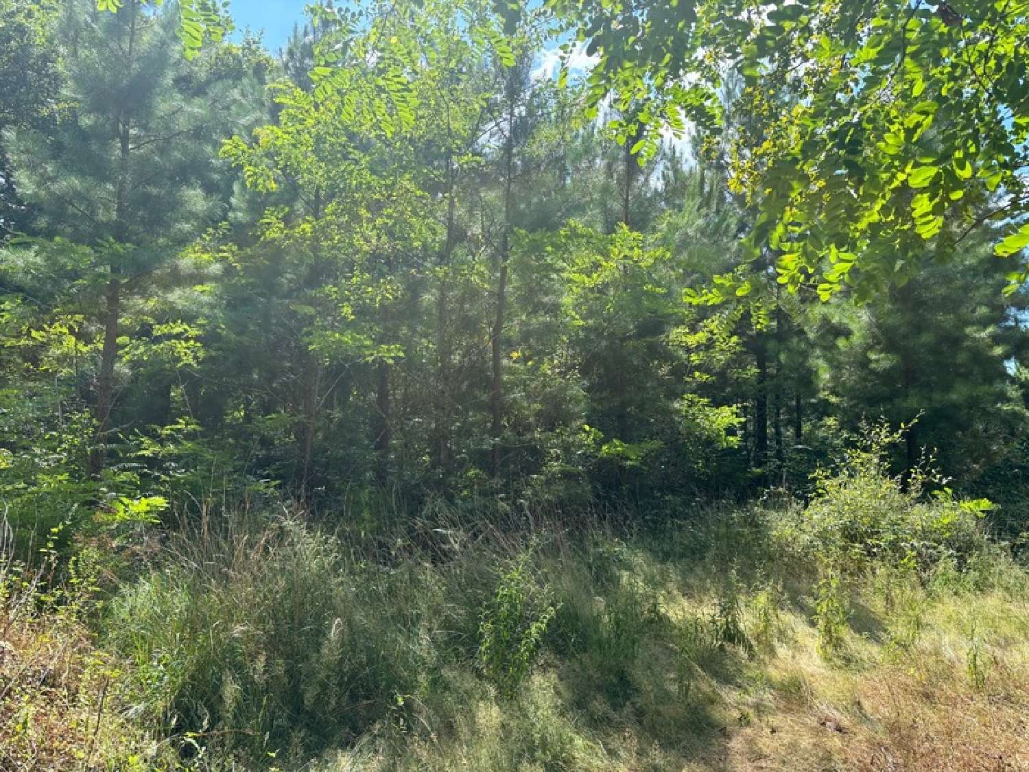  for sale terrain Rion-des-Landes Landes 1