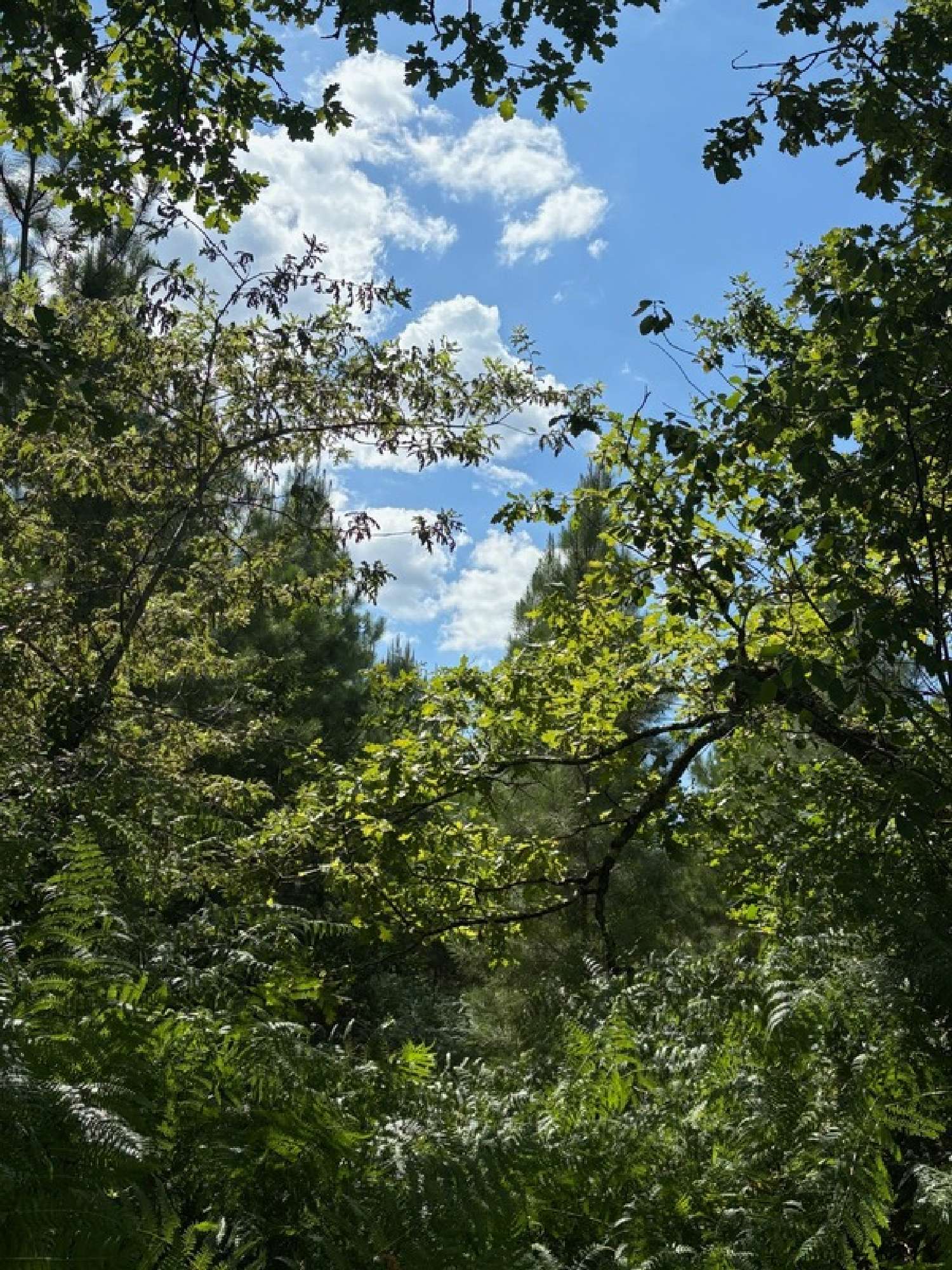  kaufen Grundstück Rion-des-Landes Landes 2
