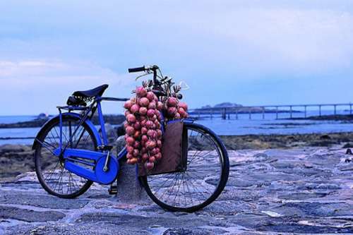 Roscoff Finistère terrain foto 7182805