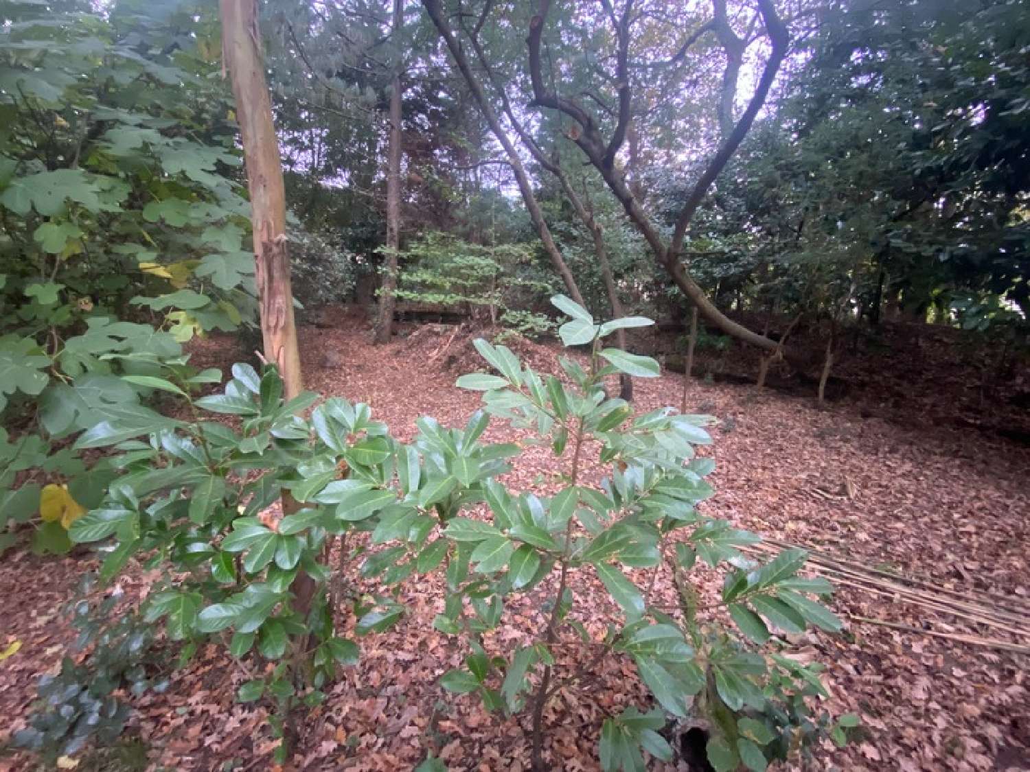  for sale terrain Saint-Pierre-du-Mont Landes 5