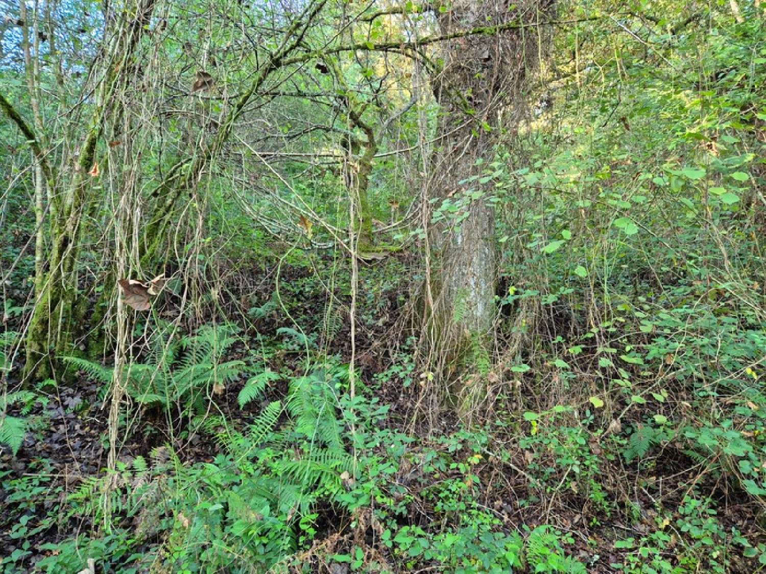  à vendre terrain Salies-de-Béarn Pyrénées-Atlantiques 2