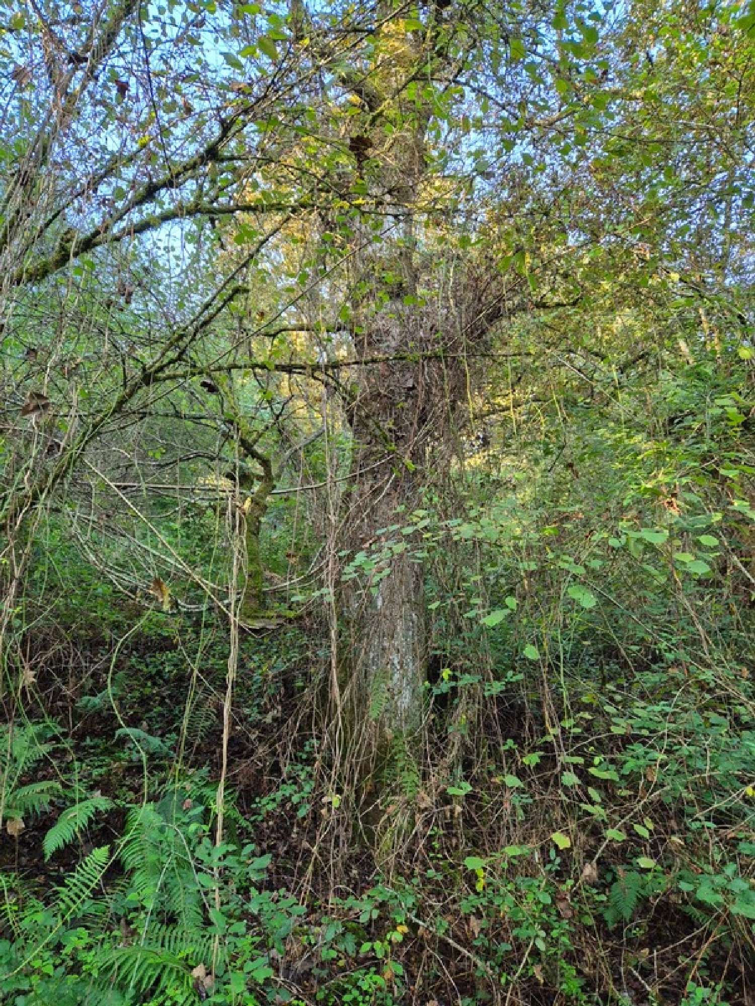  à vendre terrain Salies-de-Béarn Pyrénées-Atlantiques 4