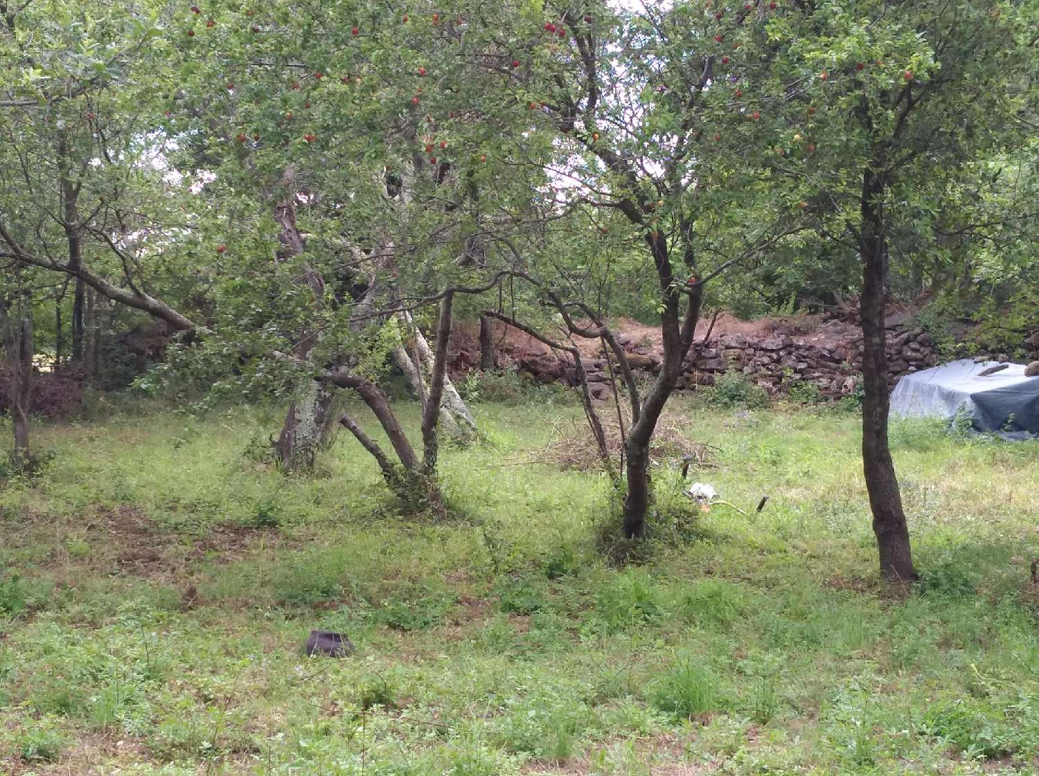  te koop terrein Valmascle Hérault 2