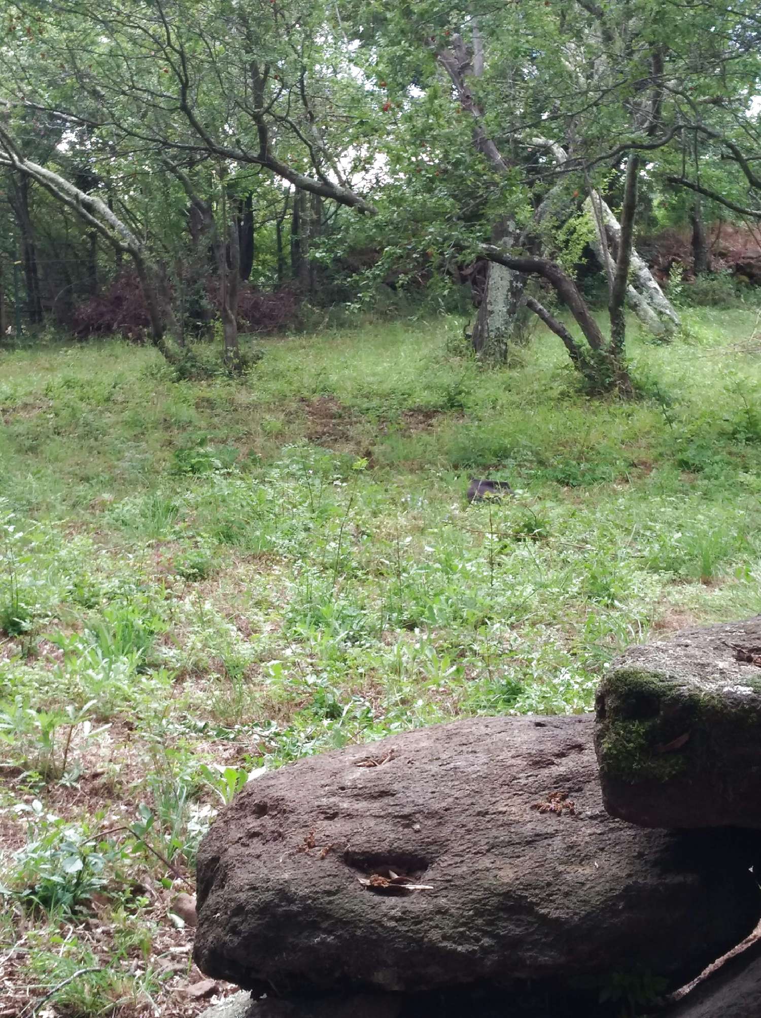  te koop terrein Valmascle Hérault 3