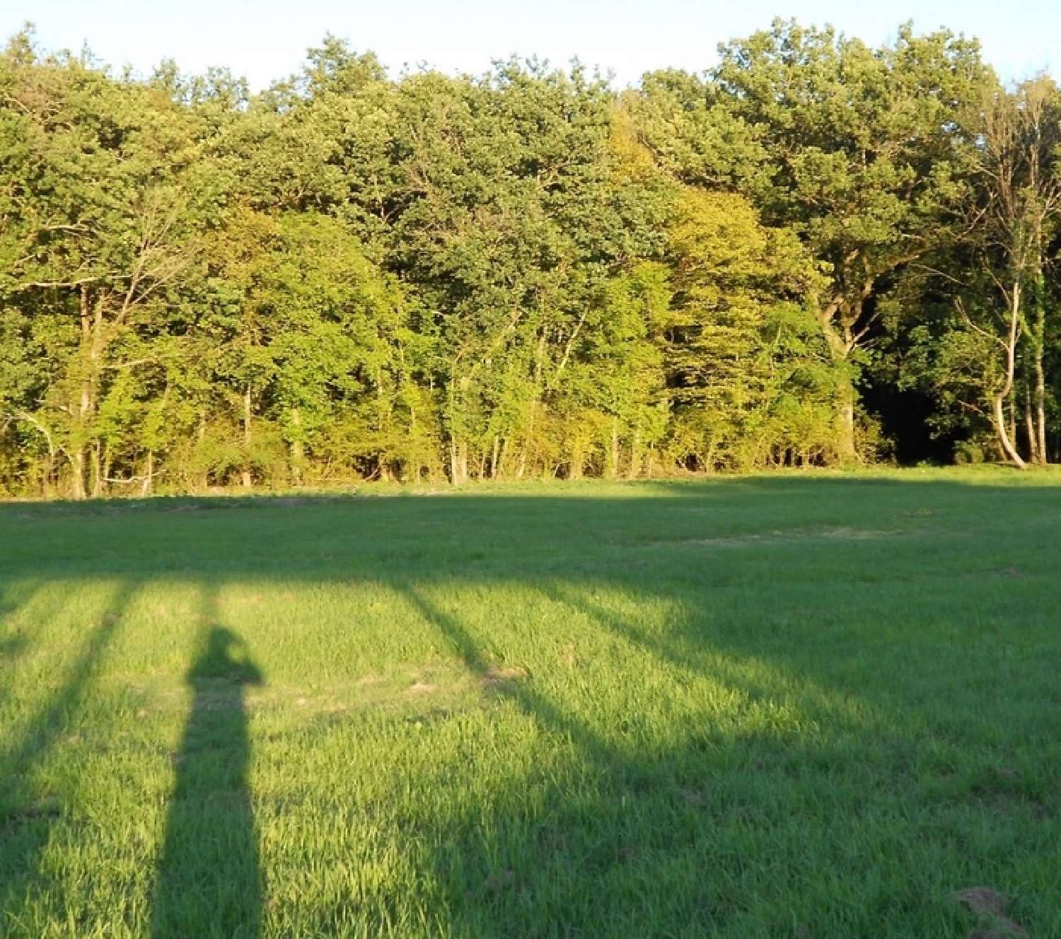  for sale estate Cheverny Loir-et-Cher 5