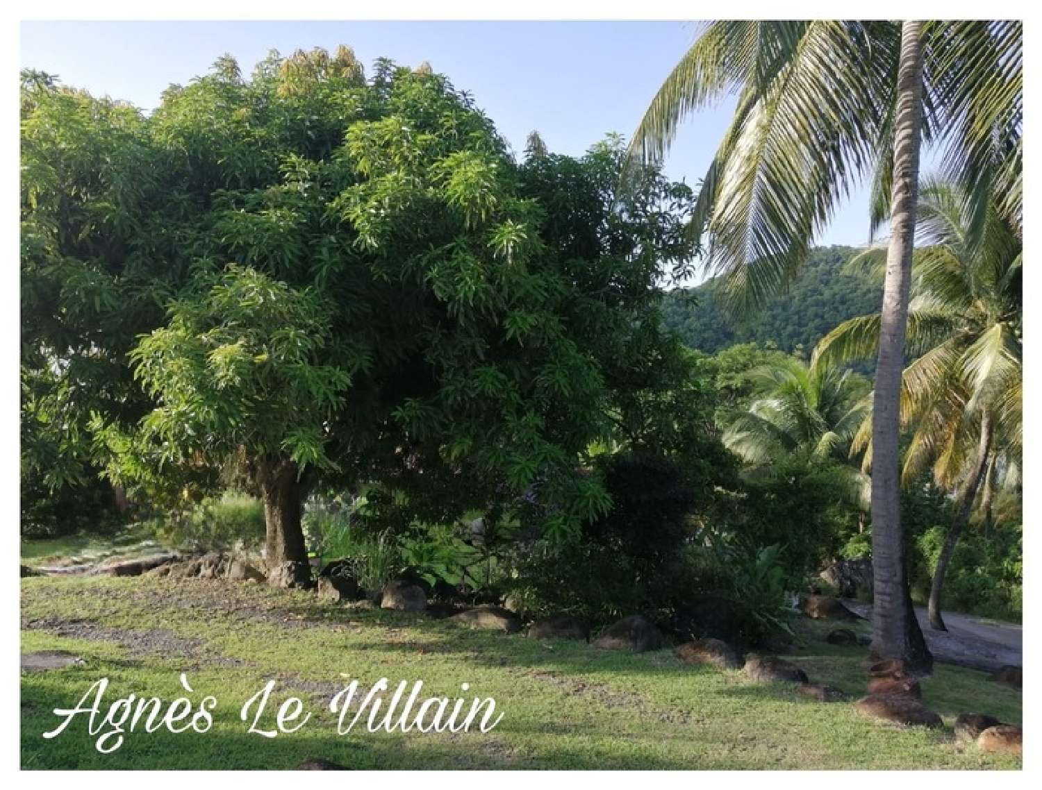 te koop landgoed Deshaies Guadeloupe 5