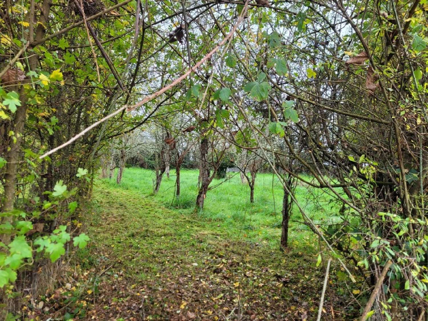 te koop huis Germigny-l'Exempt Cher 3