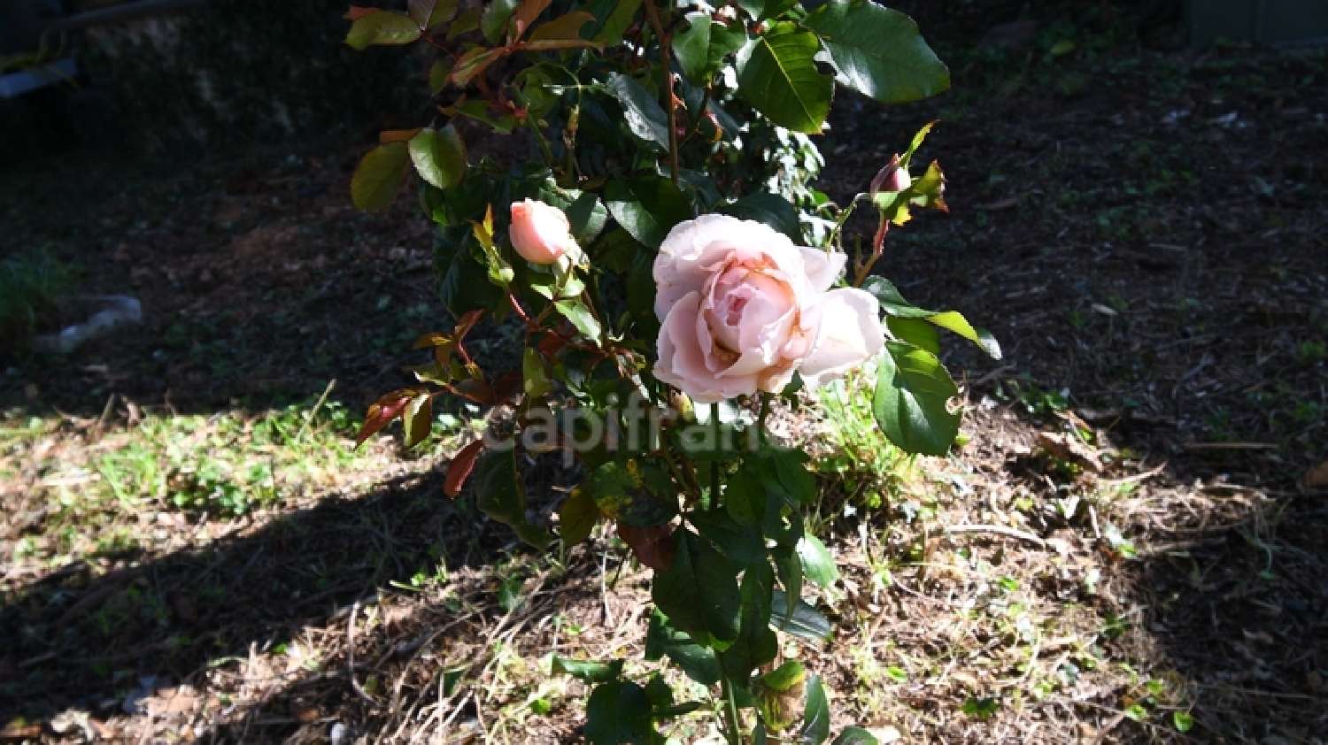  à vendre maison Lormes Nièvre 6