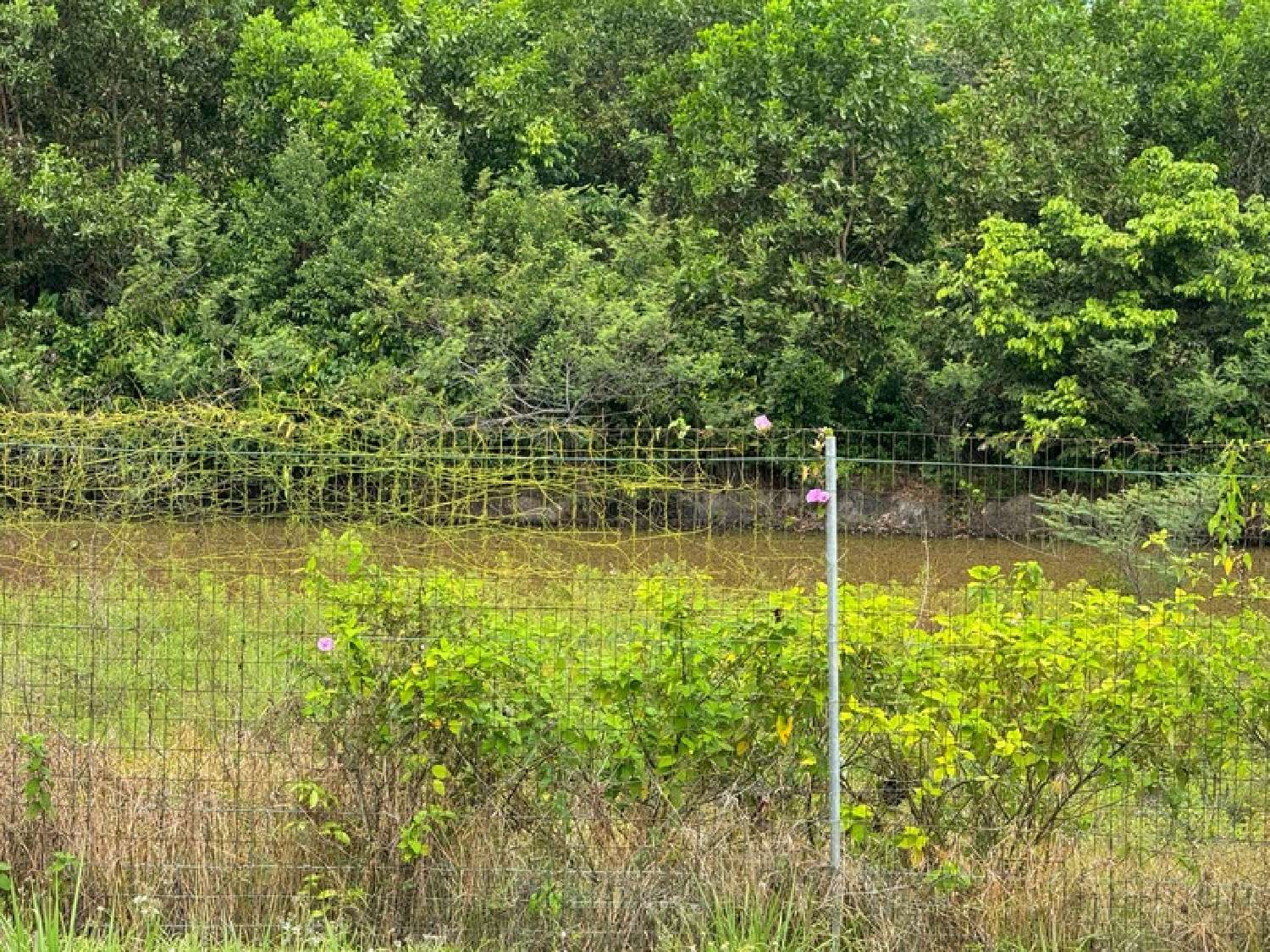 te koop huis Macouria Guyane 6