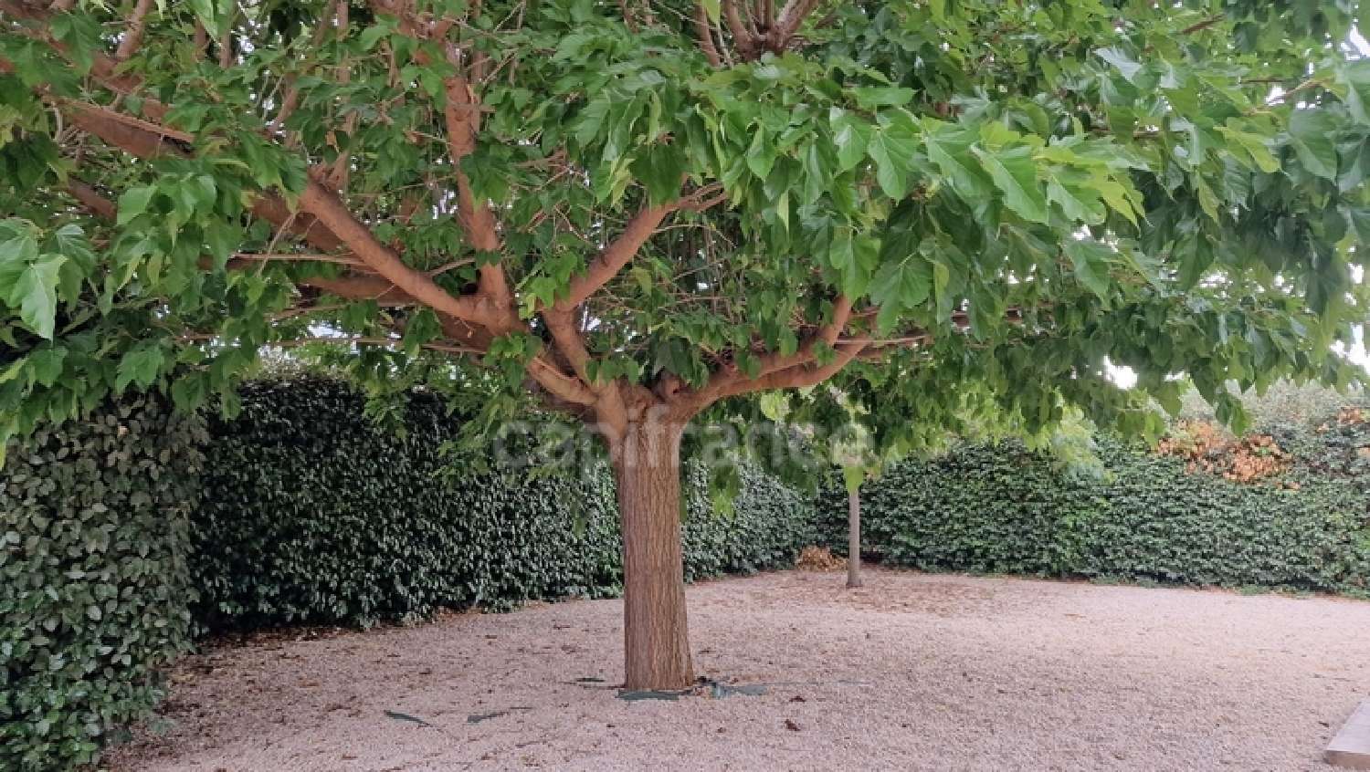  en venta casa Magalas Hérault 8