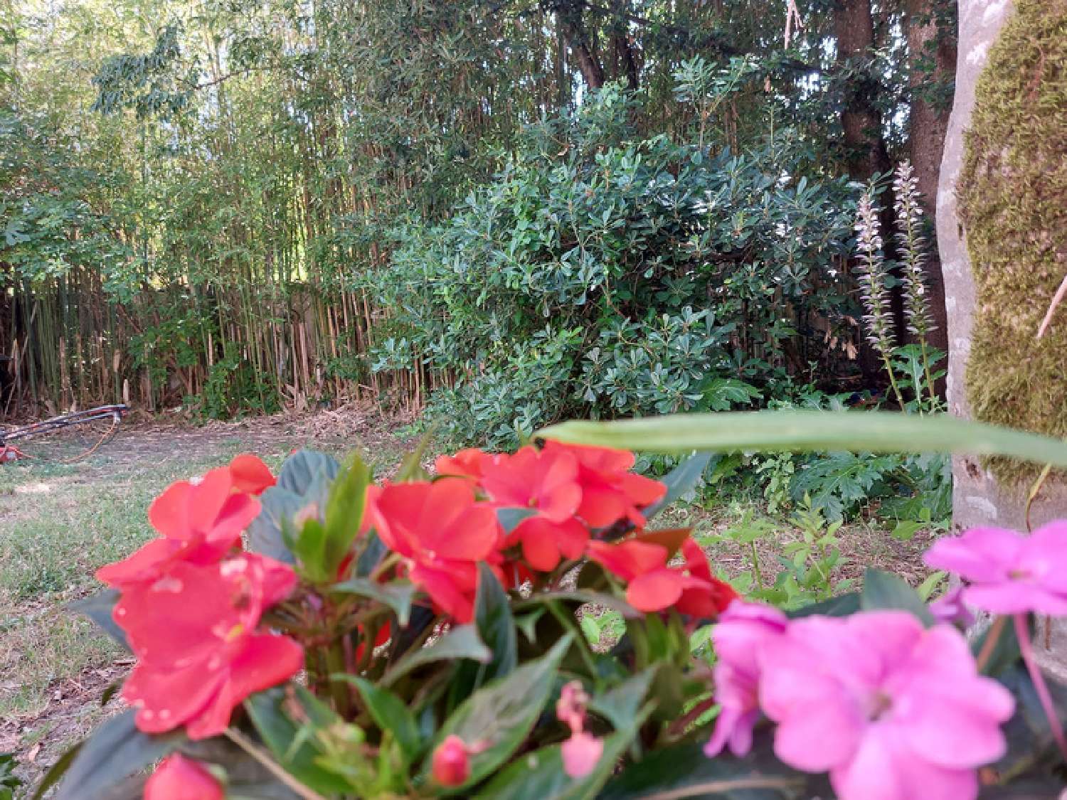 kaufen Haus Montauban Tarn-et-Garonne 7