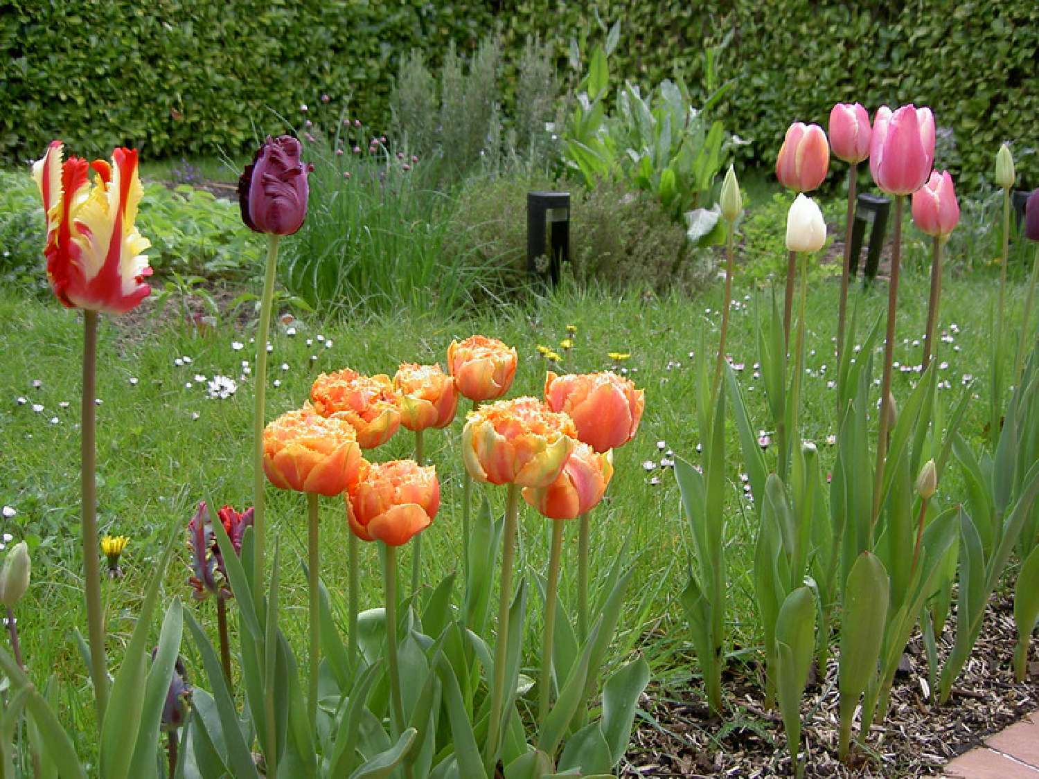 en venta casa Montigny-le-Bretonneux Yvelines 3