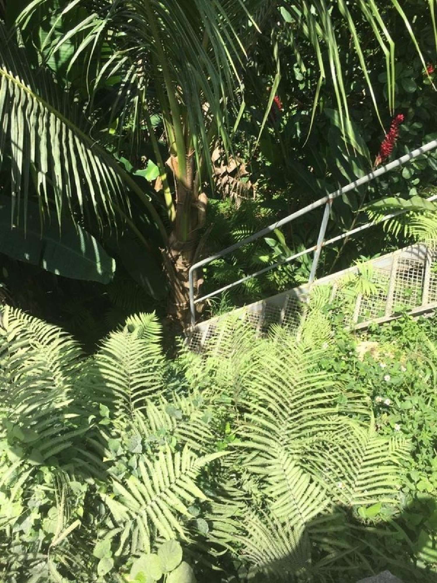 for sale house Petit-Bourg Guadeloupe 6