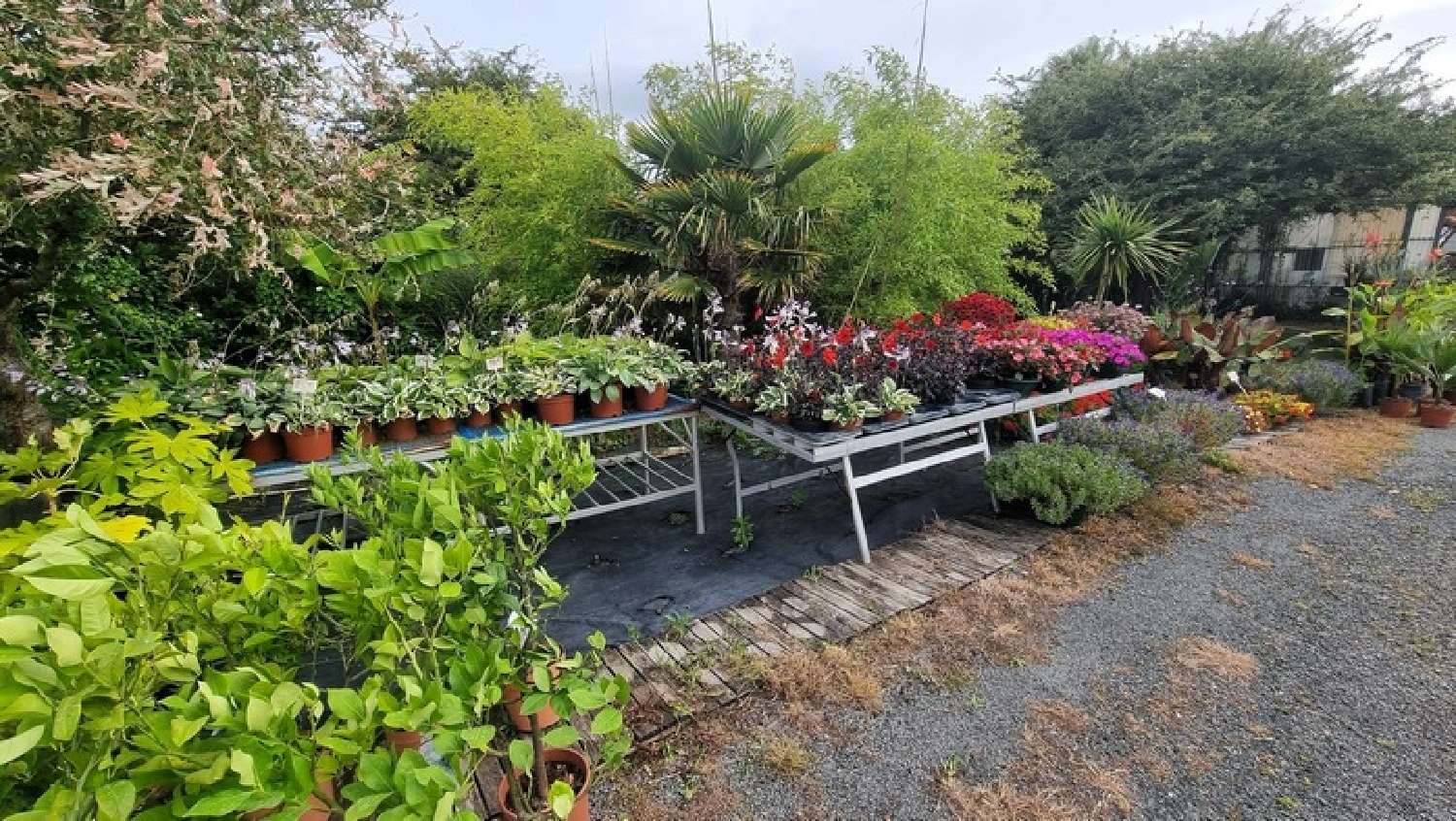 à vendre maison Saint-Denis-d'Oléron Charente-Maritime 2