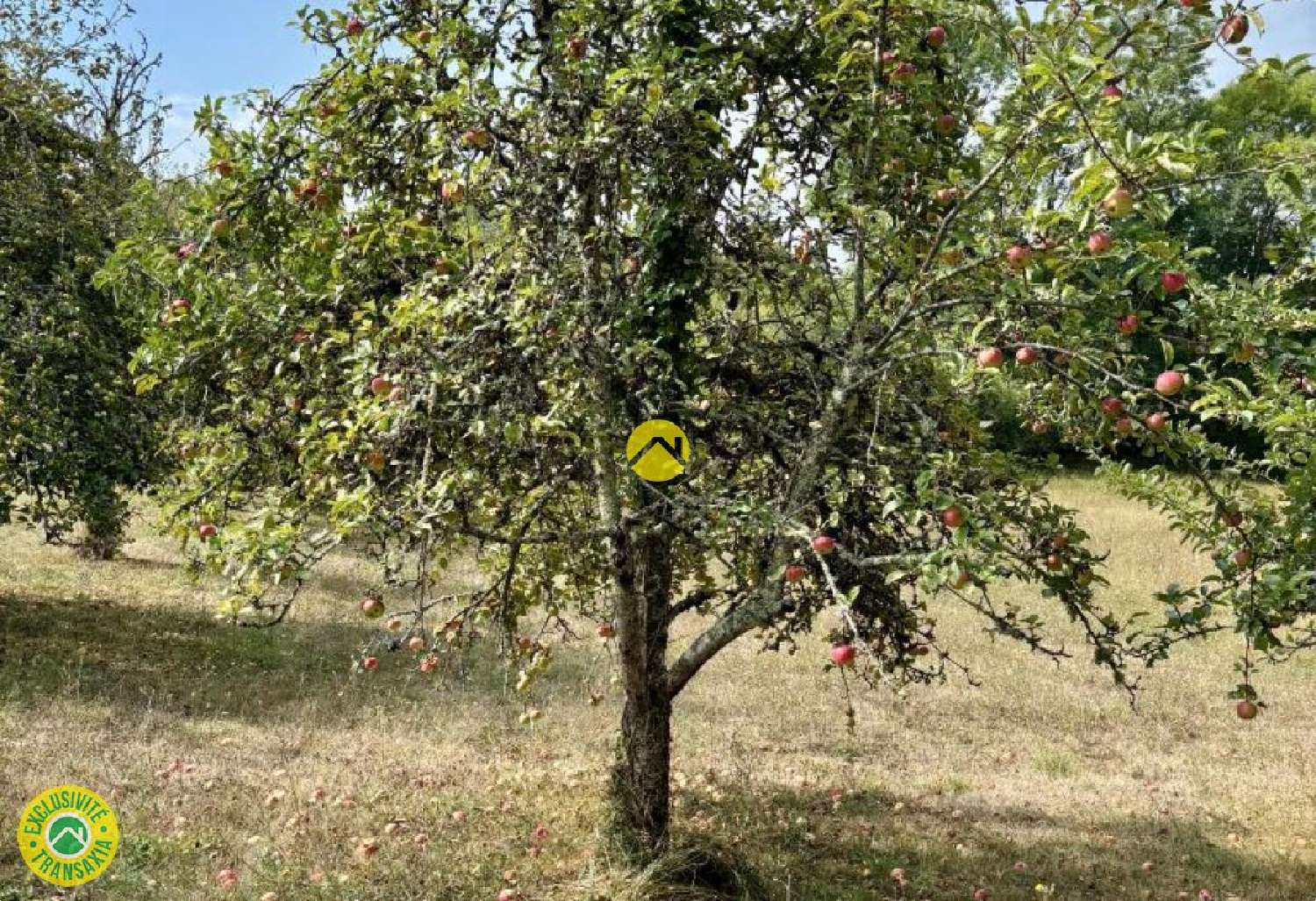  à vendre maison Trémolat Dordogne 7