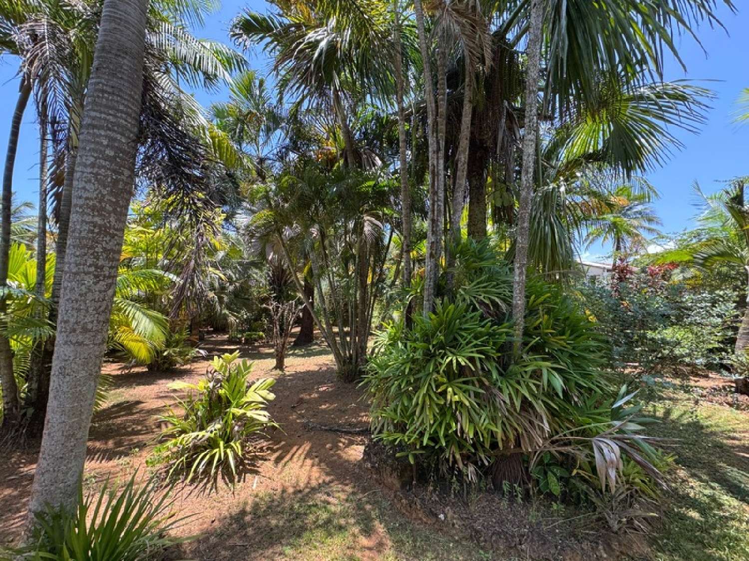  te koop herenhuis Remire-Montjoly Guyane 7