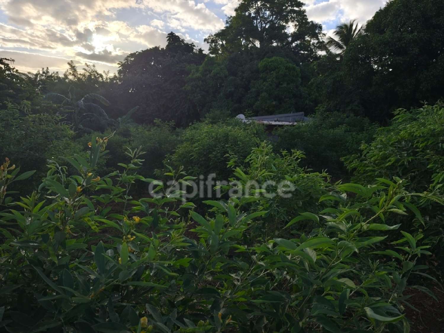  à vendre terrain Baillif Guadeloupe 1