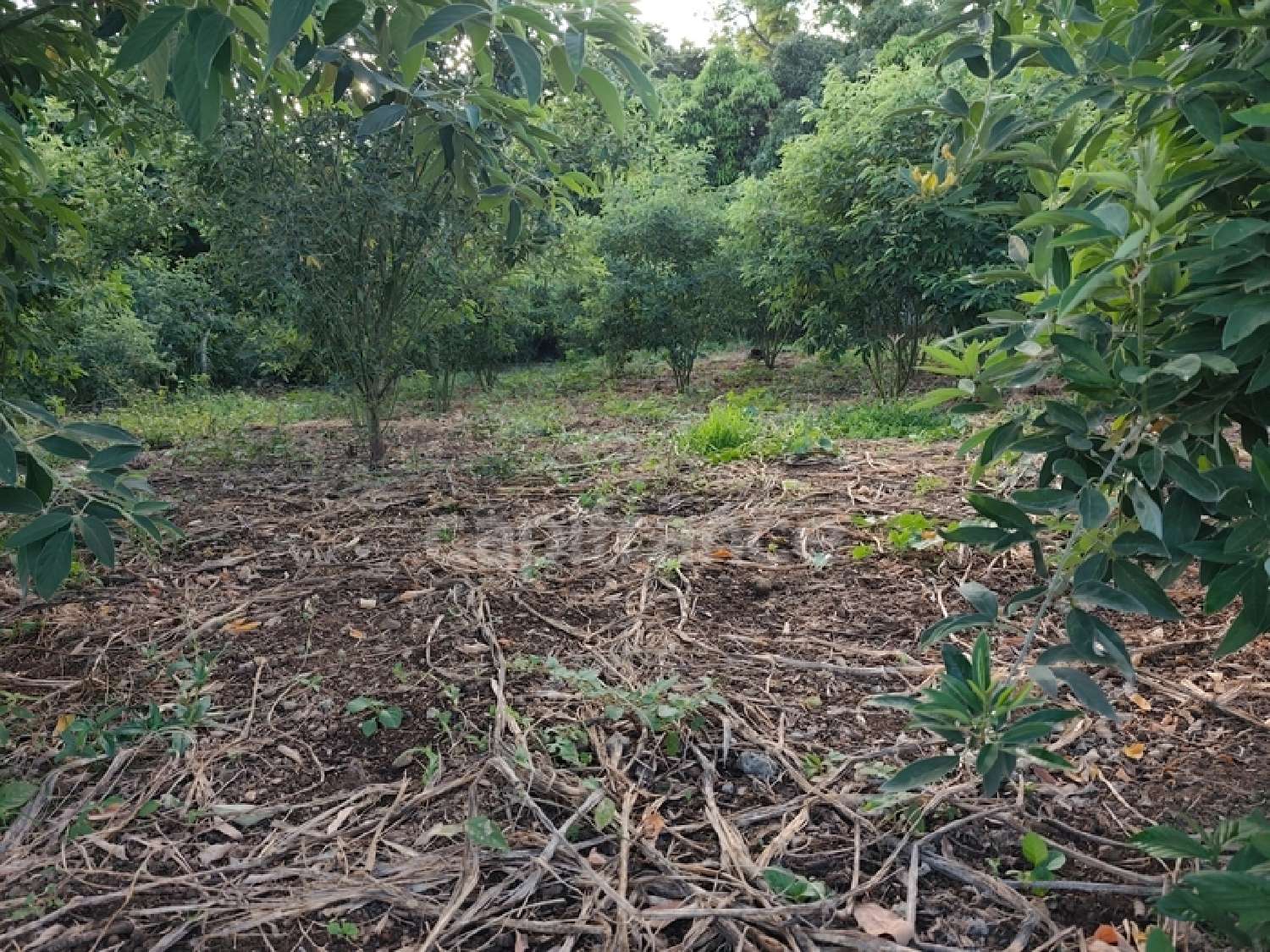  à vendre terrain Baillif Guadeloupe 2